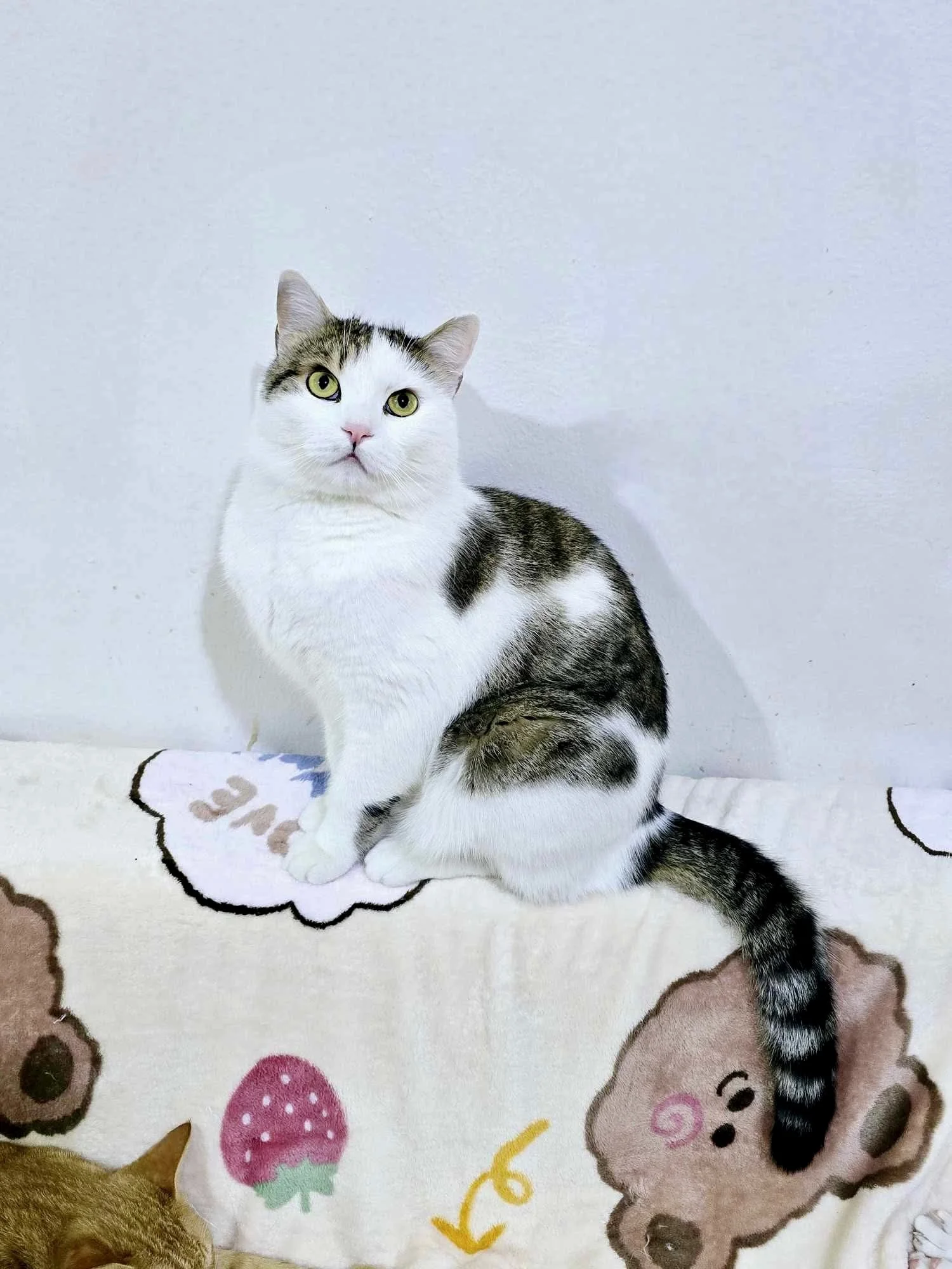 Kaleo on the back of a couch