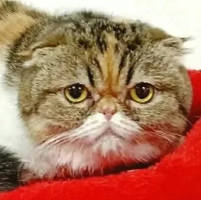 Lady - Accepting Applications