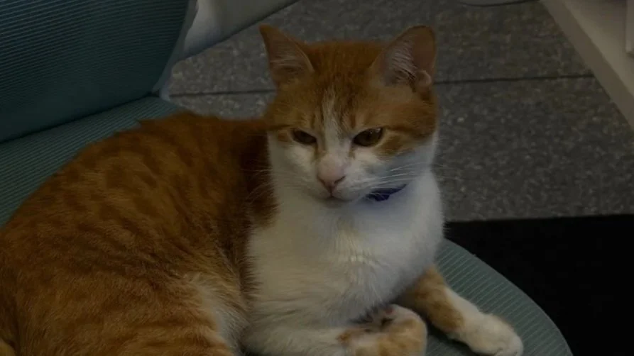 Cookie - Accepting Applications