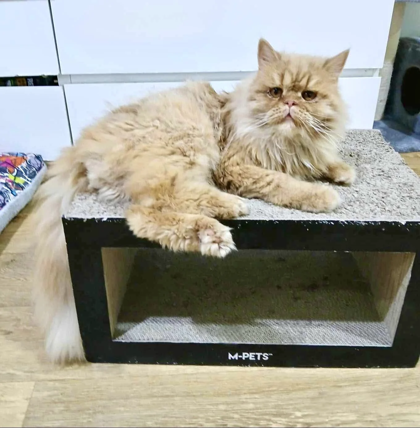 Rolex the cat laying on perch