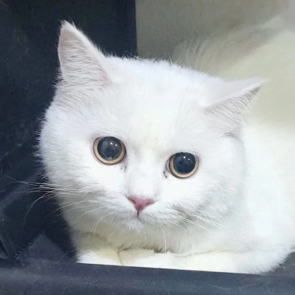 Marshmallow- COMING SOON