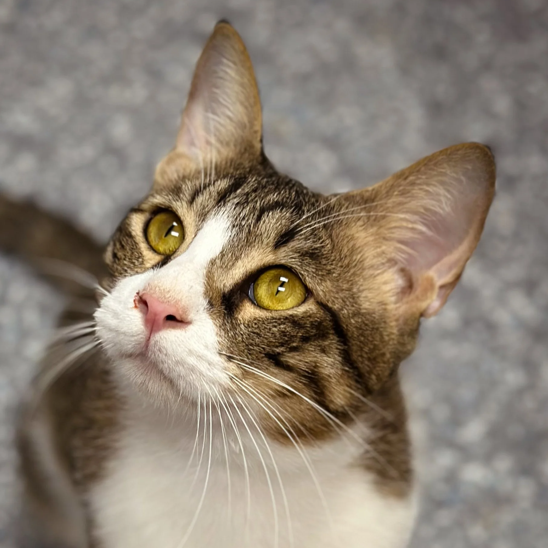 Milo - Adopted 090125