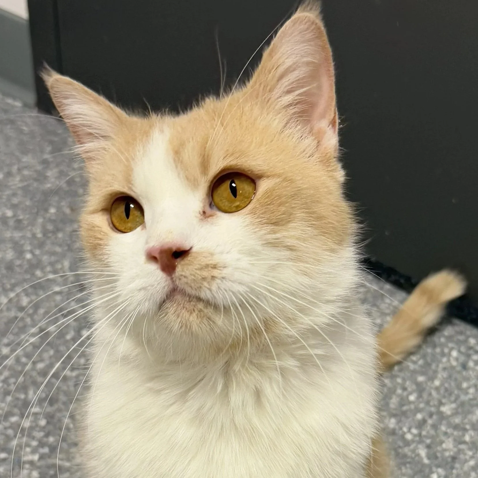 Cupcake - Adopted 102225