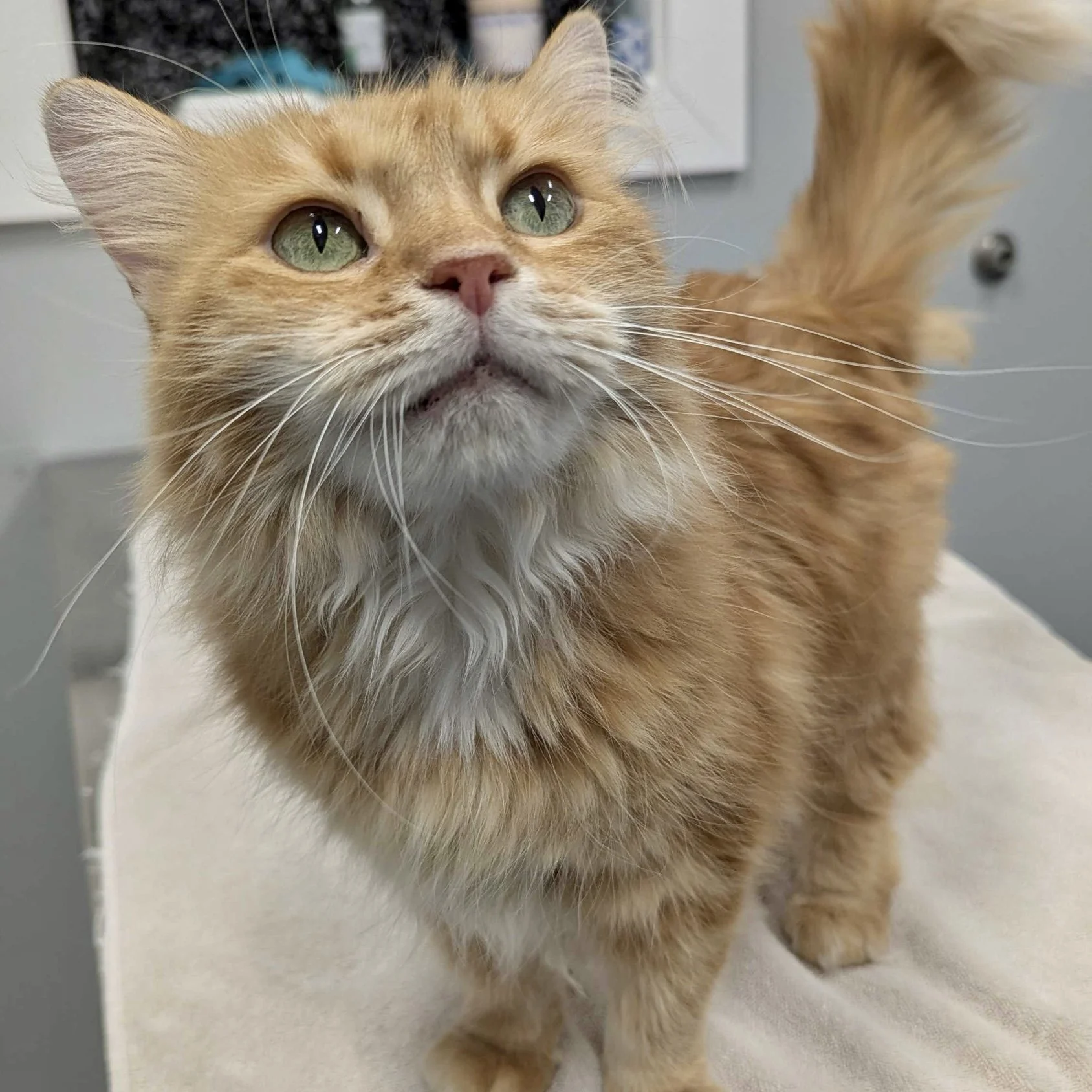 Killian - Adopted 08/20/26