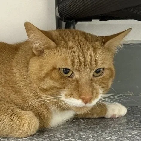 Flea - Accepting Applications