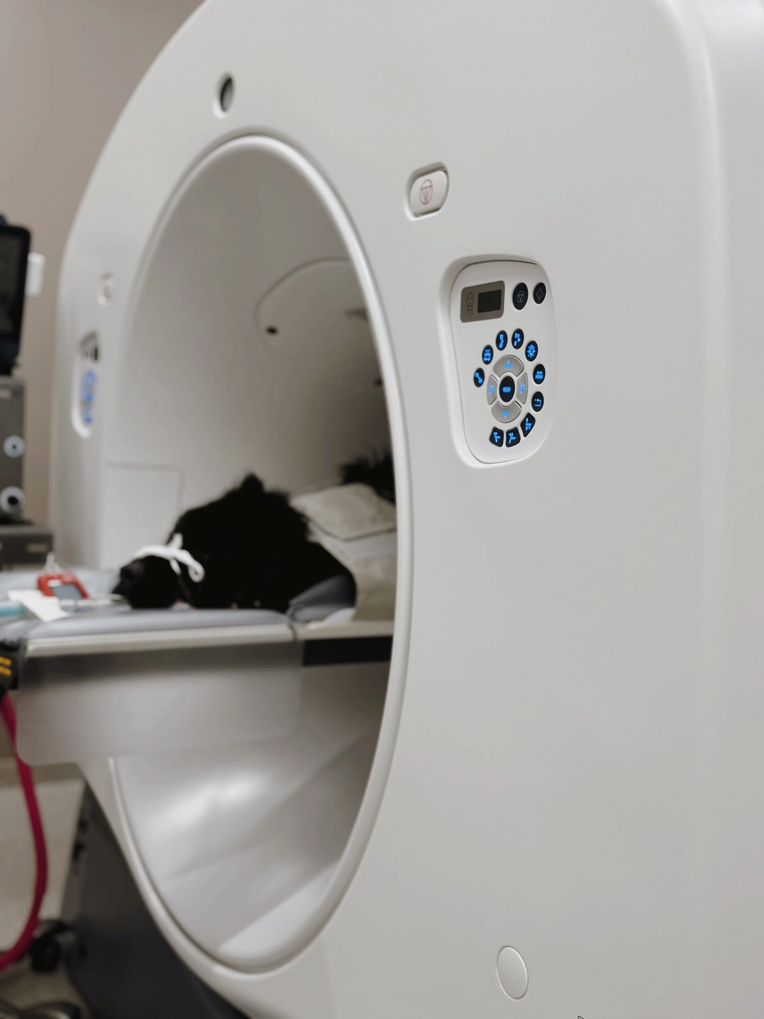 A black dog in a white helical CT with blue buttons halfway out of CT machine
