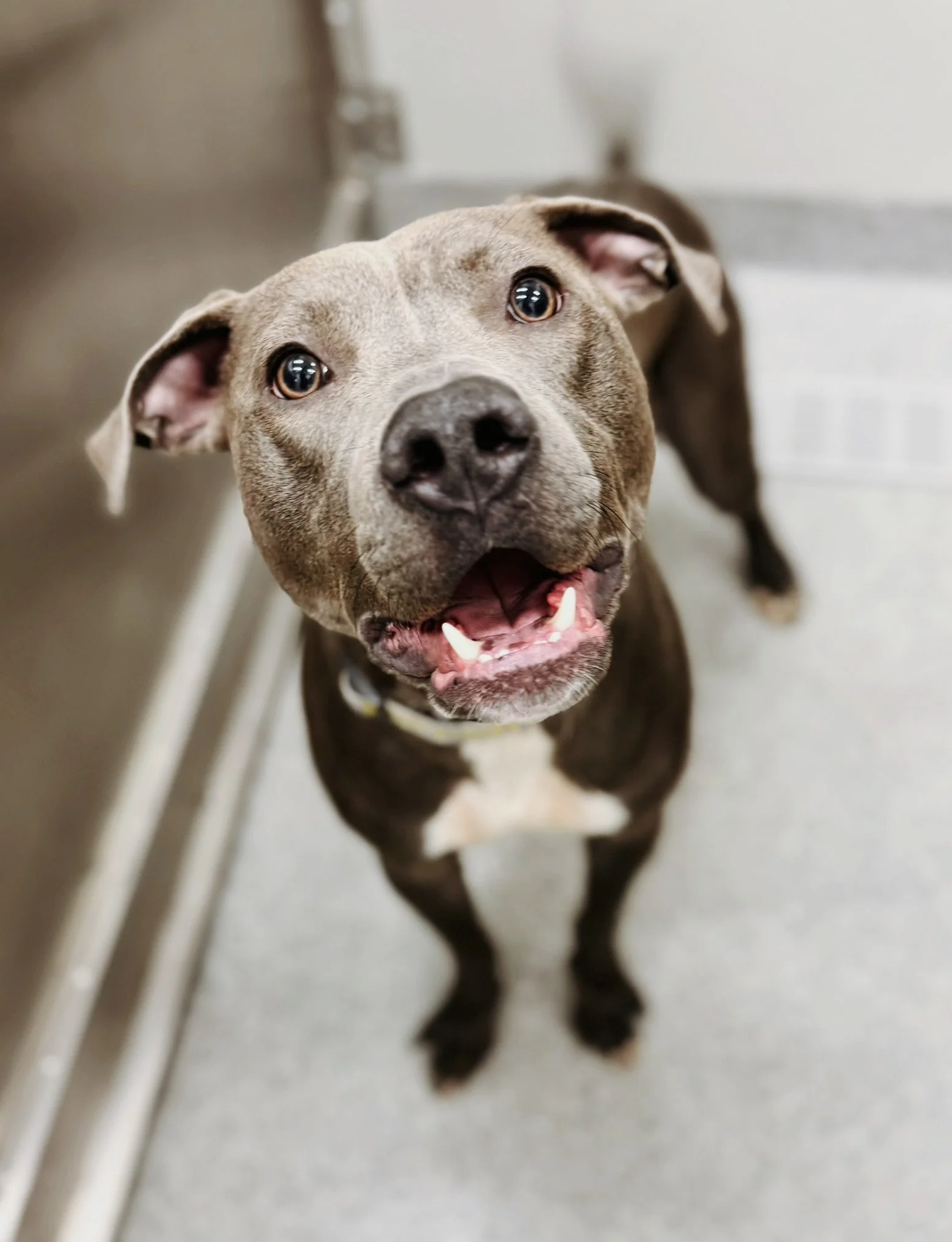 A gray pitbull in kennel with white chest smiling at camera with bottom teeth showing
