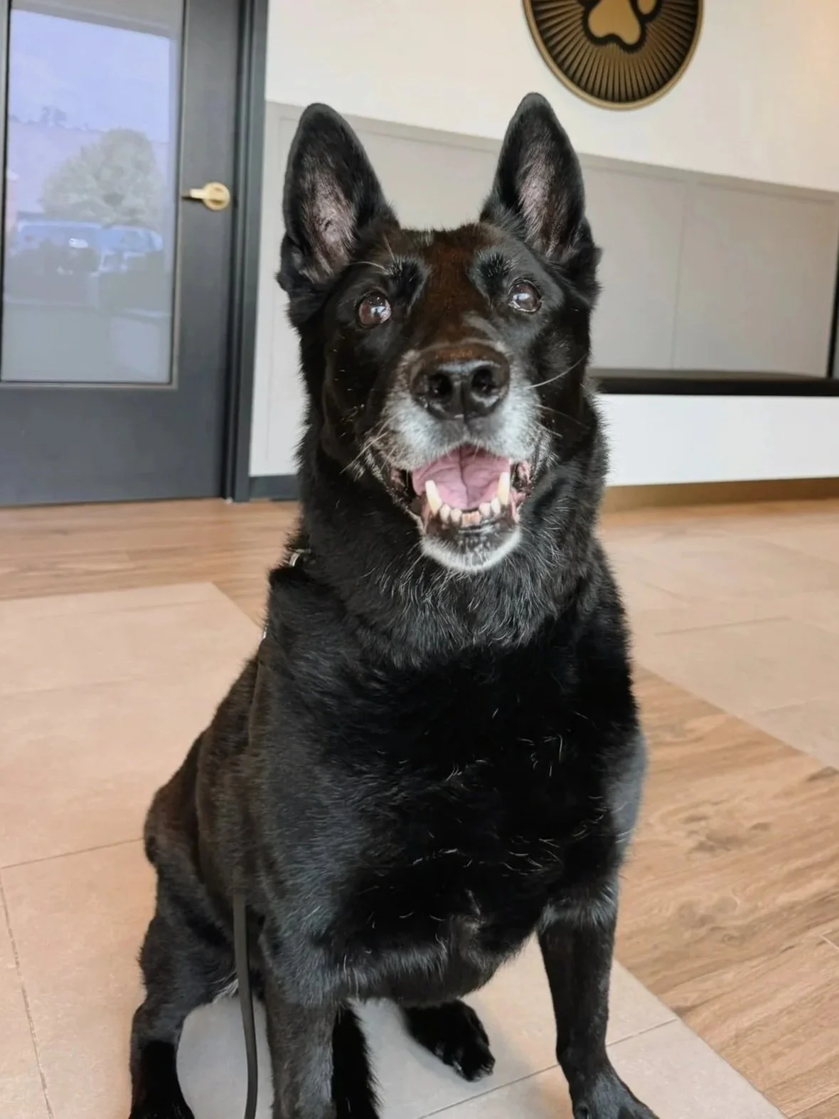 Black belgian shepherd with gray face
