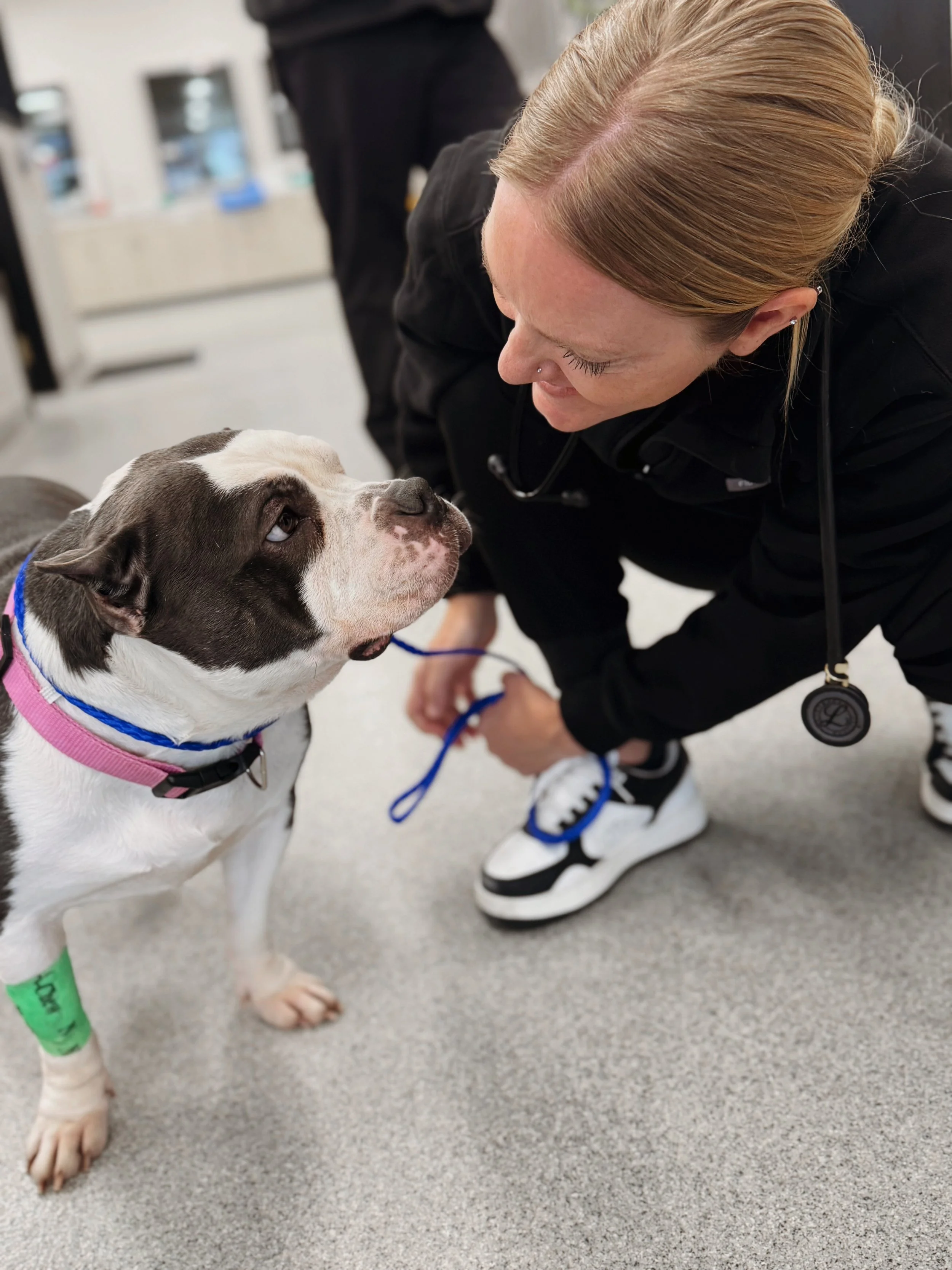 Dr. BreAnne Losik looking at gray and white pitbull dog named Dior