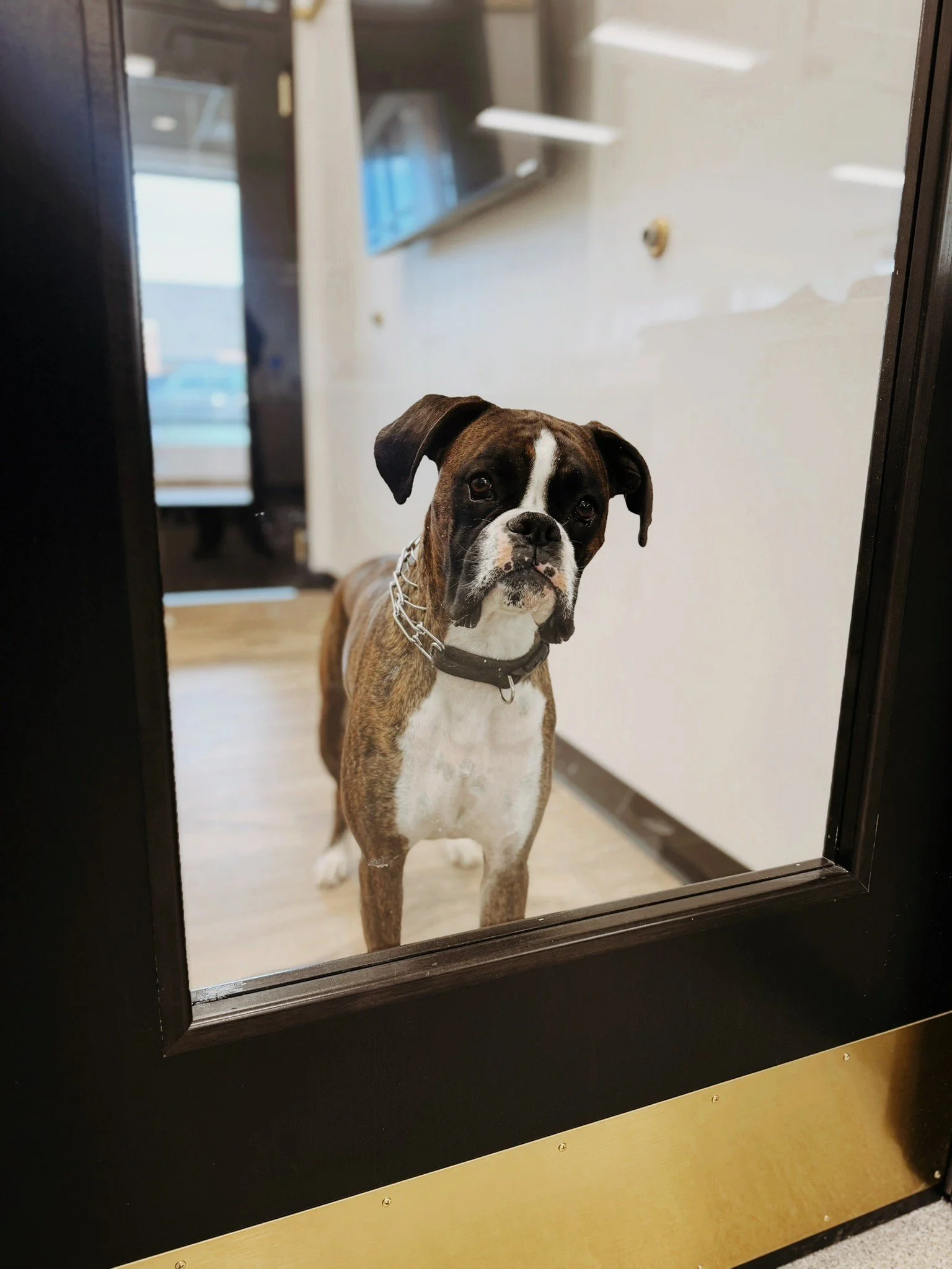 Boxer dog looking out of clear door window from veterinary exam room wearing prong collar
