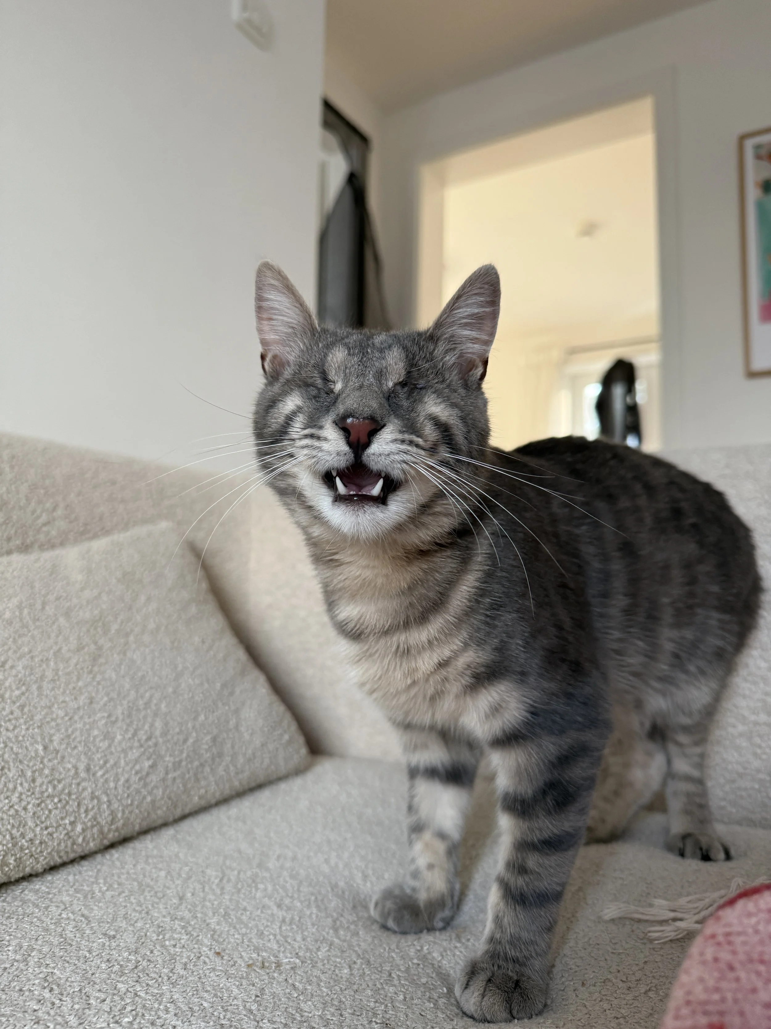 Finn
