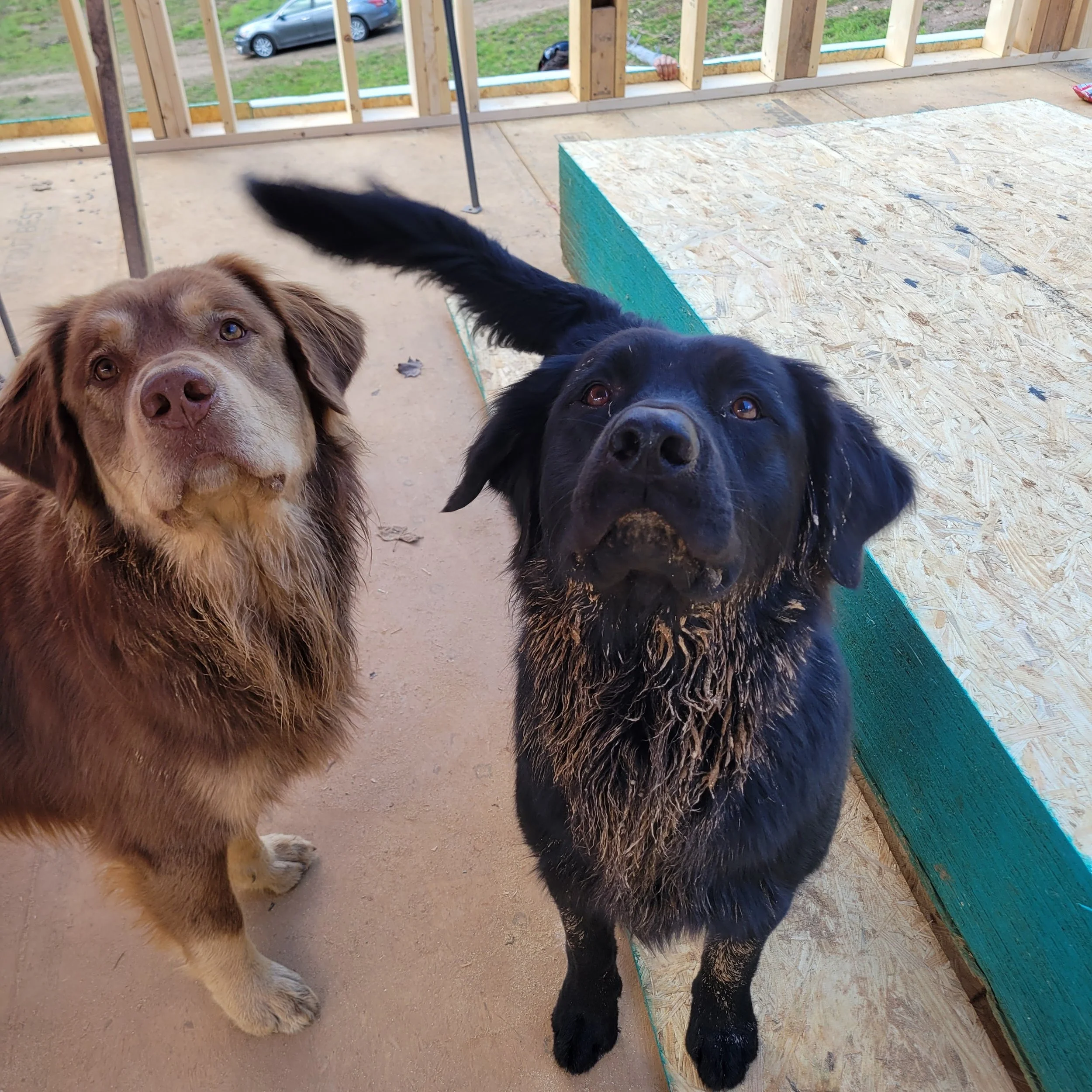 Two dogs, one brown with a fluffy coat and one black with wet fur, standing on the first floor of a new construction site.
