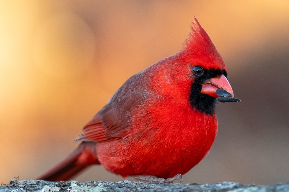 beautiful Cardinal morning glow (1 of 1).jpg