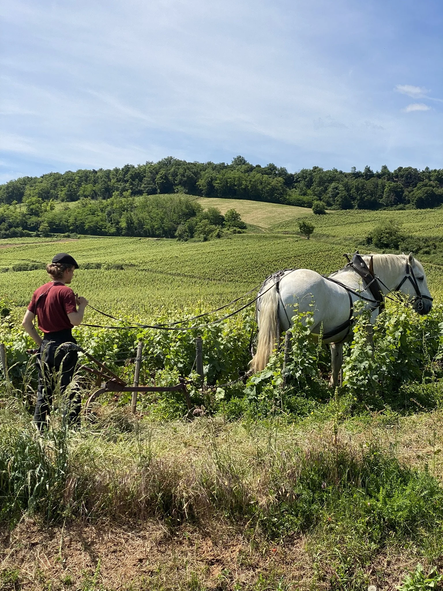 Horse-drawn ploughing in a Burgundy vineyard alongside France's wine routes