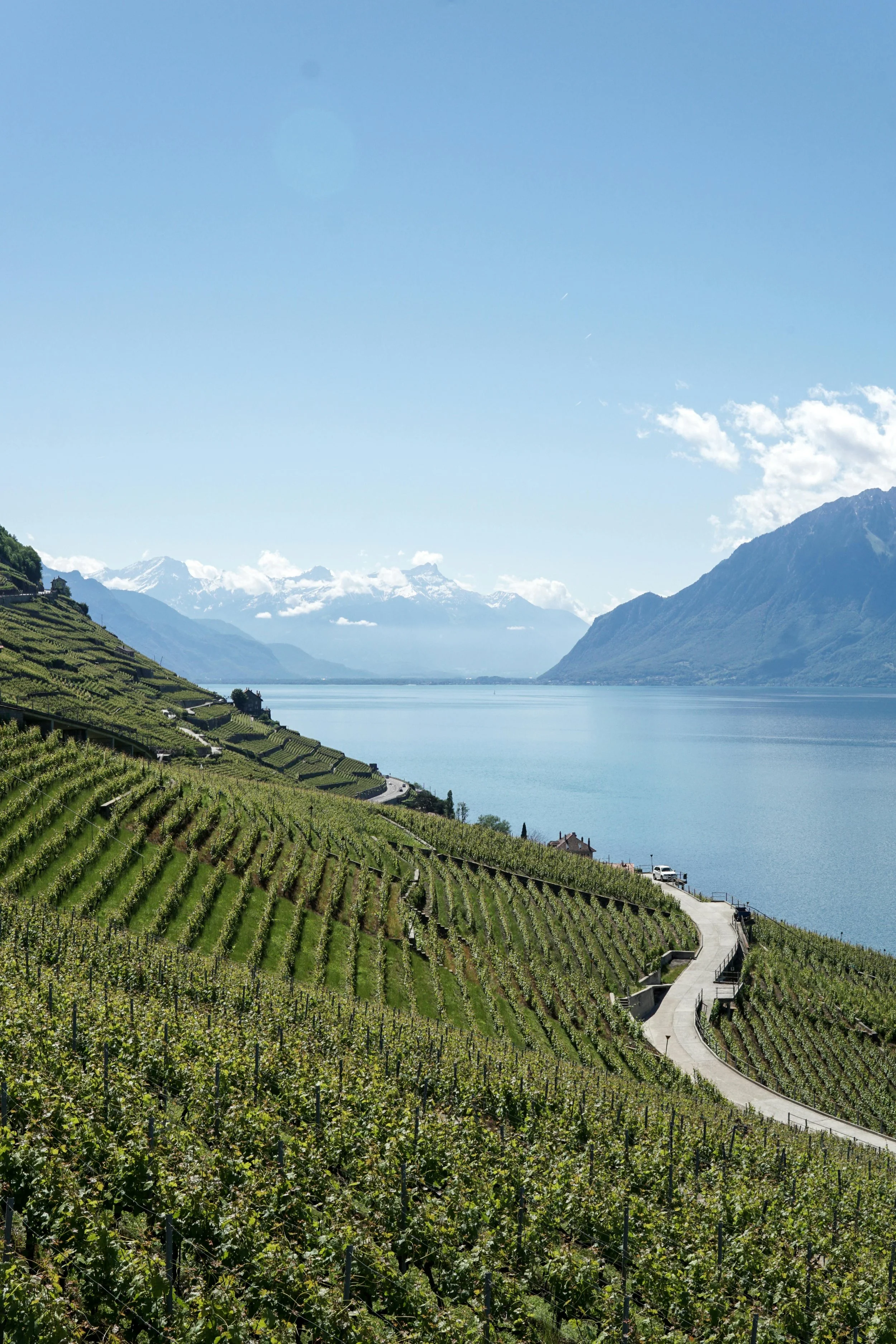 Rolling vineyard landscape in the French countryside