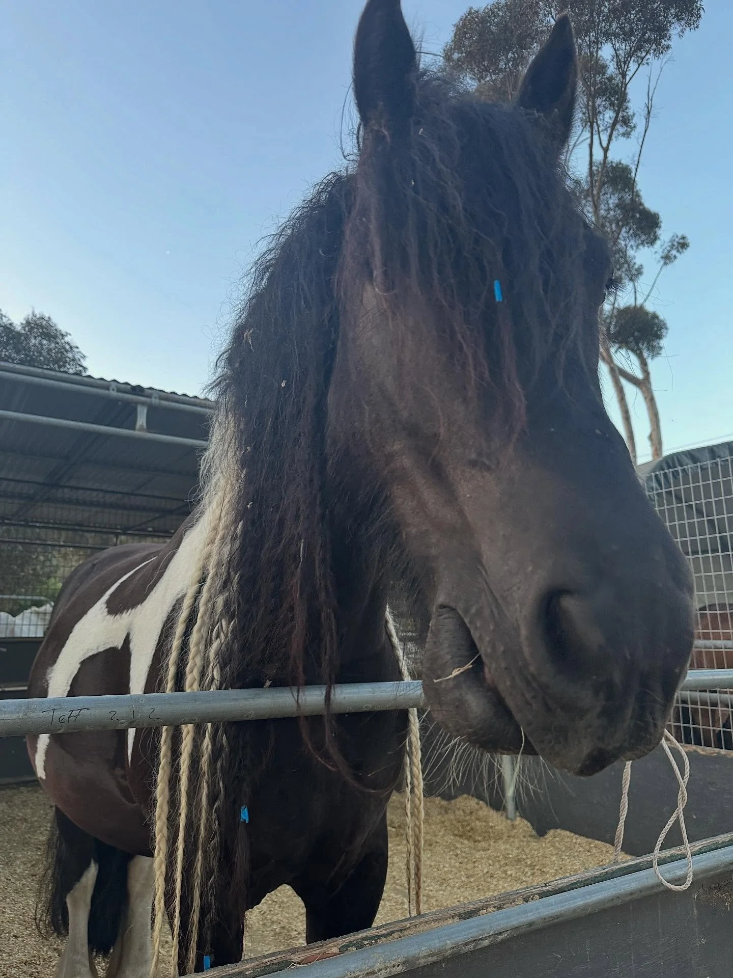 You betta believe I&rsquo;m taking advice from horses this year!

Move at my own pace.
Stay with my body.
Trust my instincts.
Run when it&rsquo;s time.
Rest when it&rsquo;s not.
Let the wind blow through my mane.

We&rsquo;re crossing into the Year o