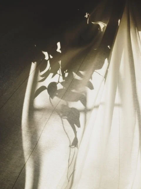 Sunlight casting shadows of a plant and curtain onto a wooden floor.