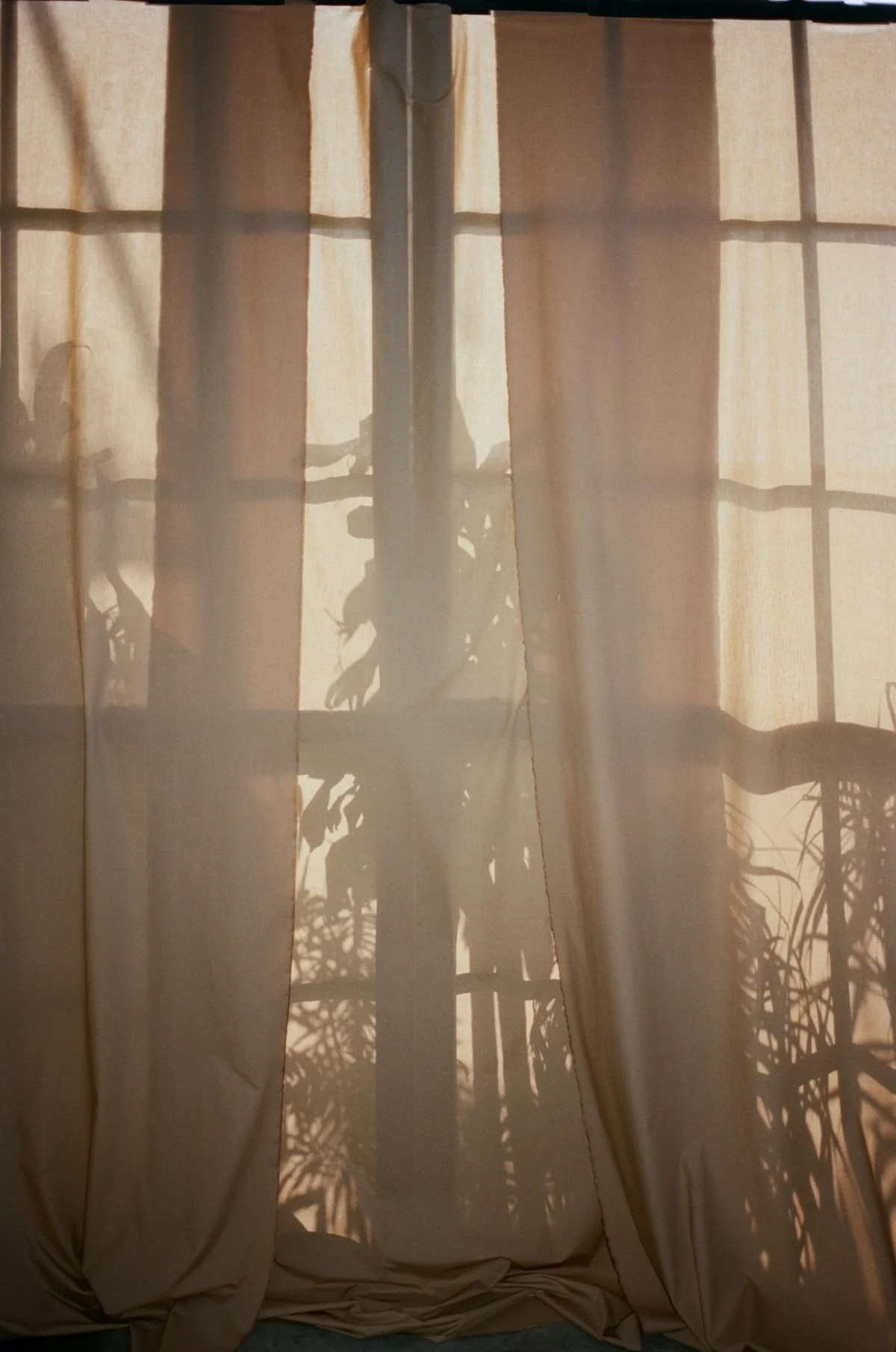 Sunlight shining through beige curtains, casting shadows of potted plants onto the fabric.