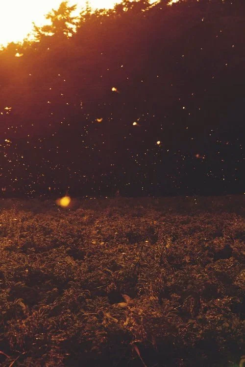 The photo shows fireflies glowing above a field at sunset, with trees in the background.
