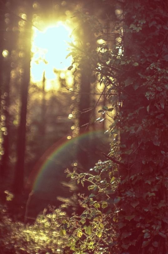 Sunset or sunrise in a wooded area with sunlight filtering through trees, creating a lens flare and rainbow effect amidst lush green leaves.