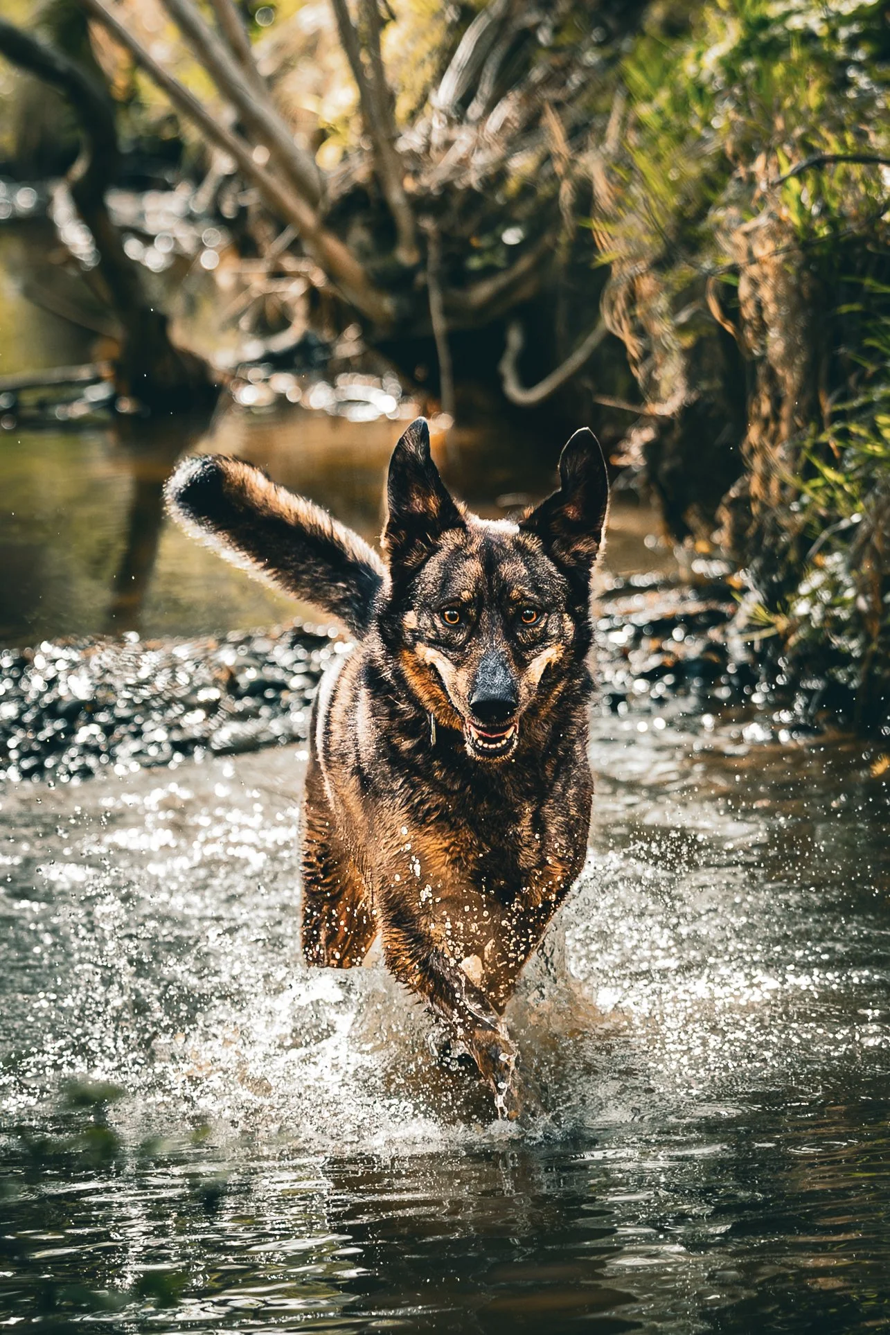 A dog with a black and tan coat running through a shallow stream or river in a forested area, with water splashing around its legs and a slightly open mouth.