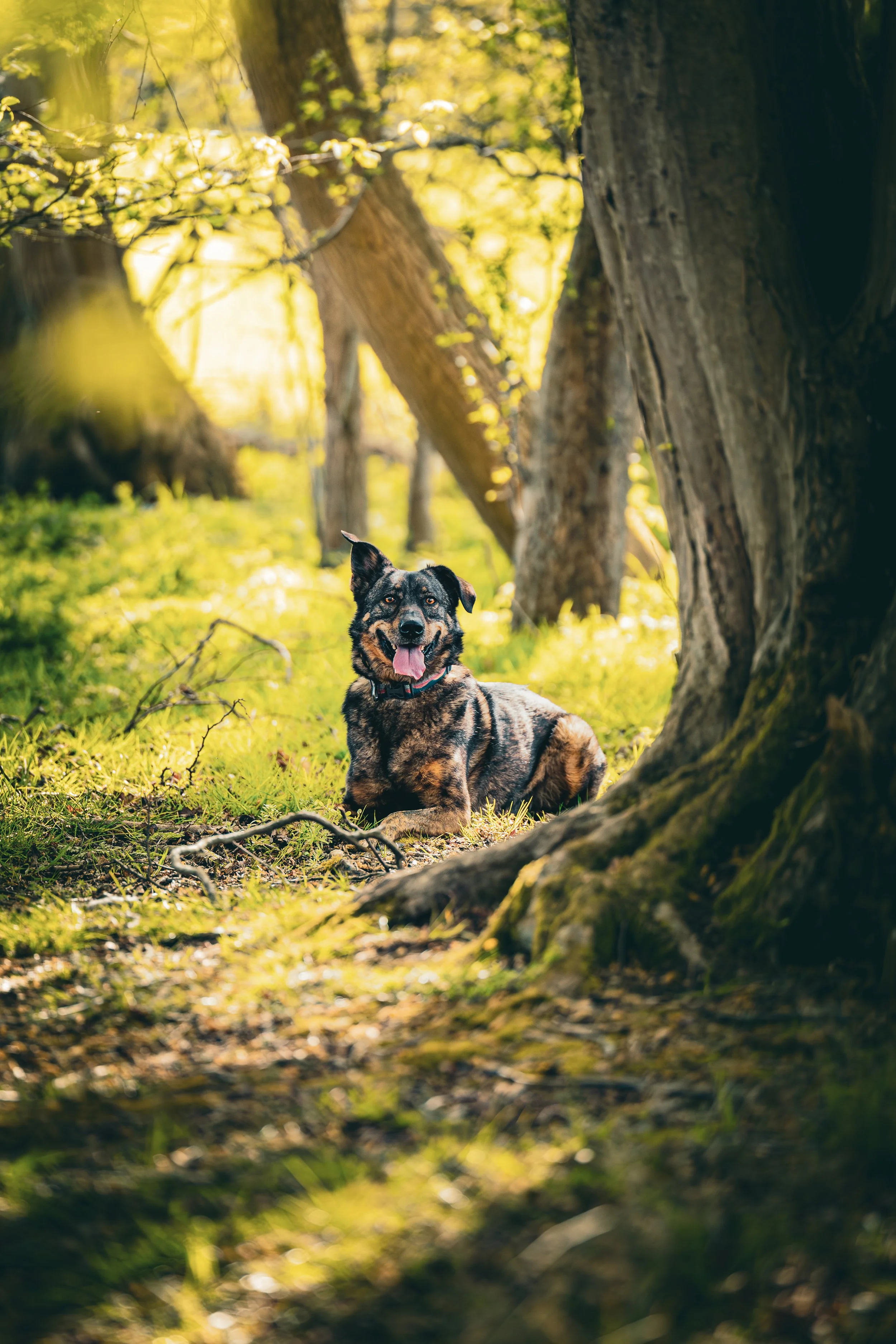 A black and brown dog lying on the grass in a forest with sunlight filtering through trees.