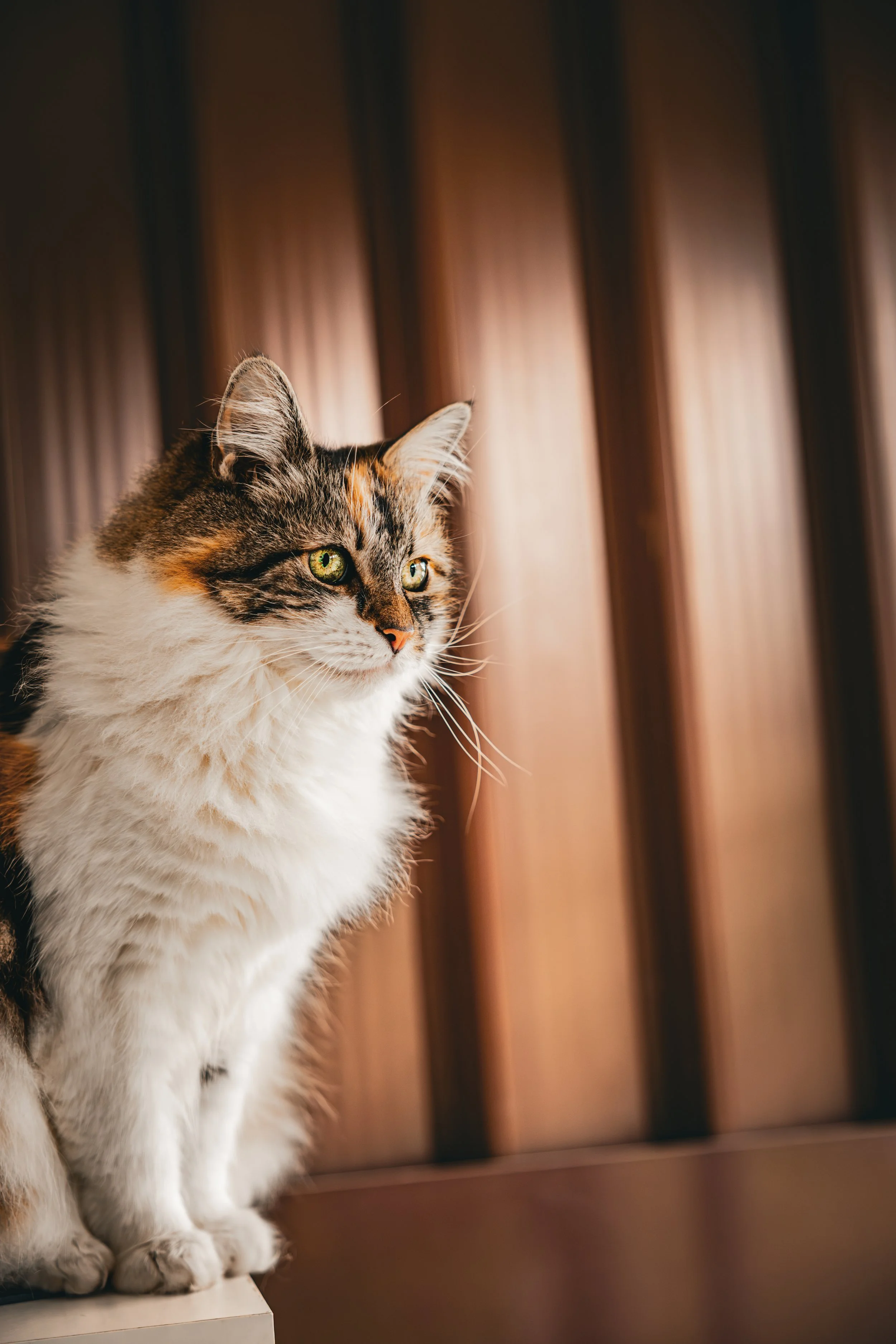 Close-up of a domestic long-haired tabby and white cat with green eyes, sitting on a surface near a wooden panel background.