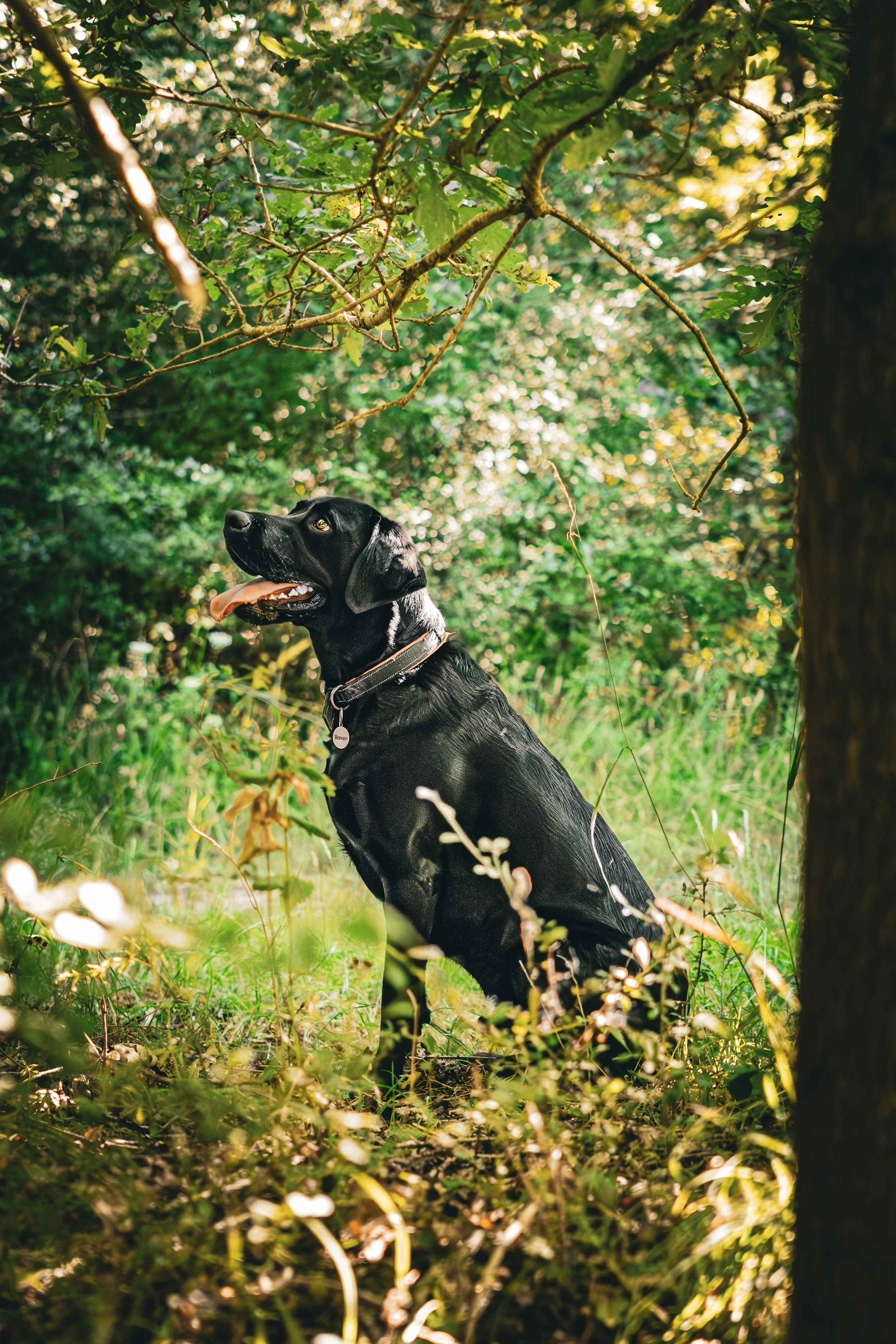 A black Labrador dog with its tongue out, sitting in a forested area with lush green foliage and sunlight filtering through the trees.