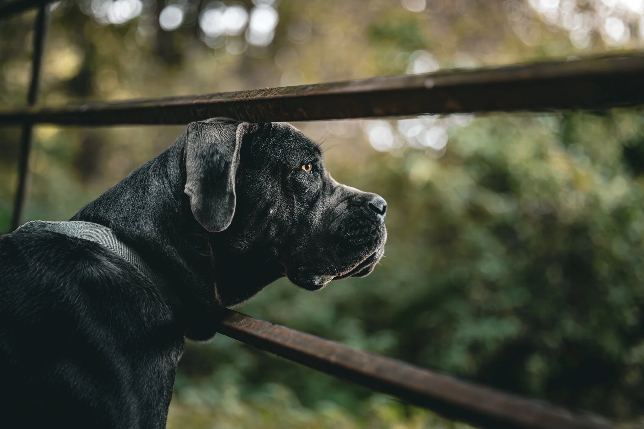 A black dog with a shiny coat and floppy ears looking attentively through a fence with a blurred background of trees and sunlight.