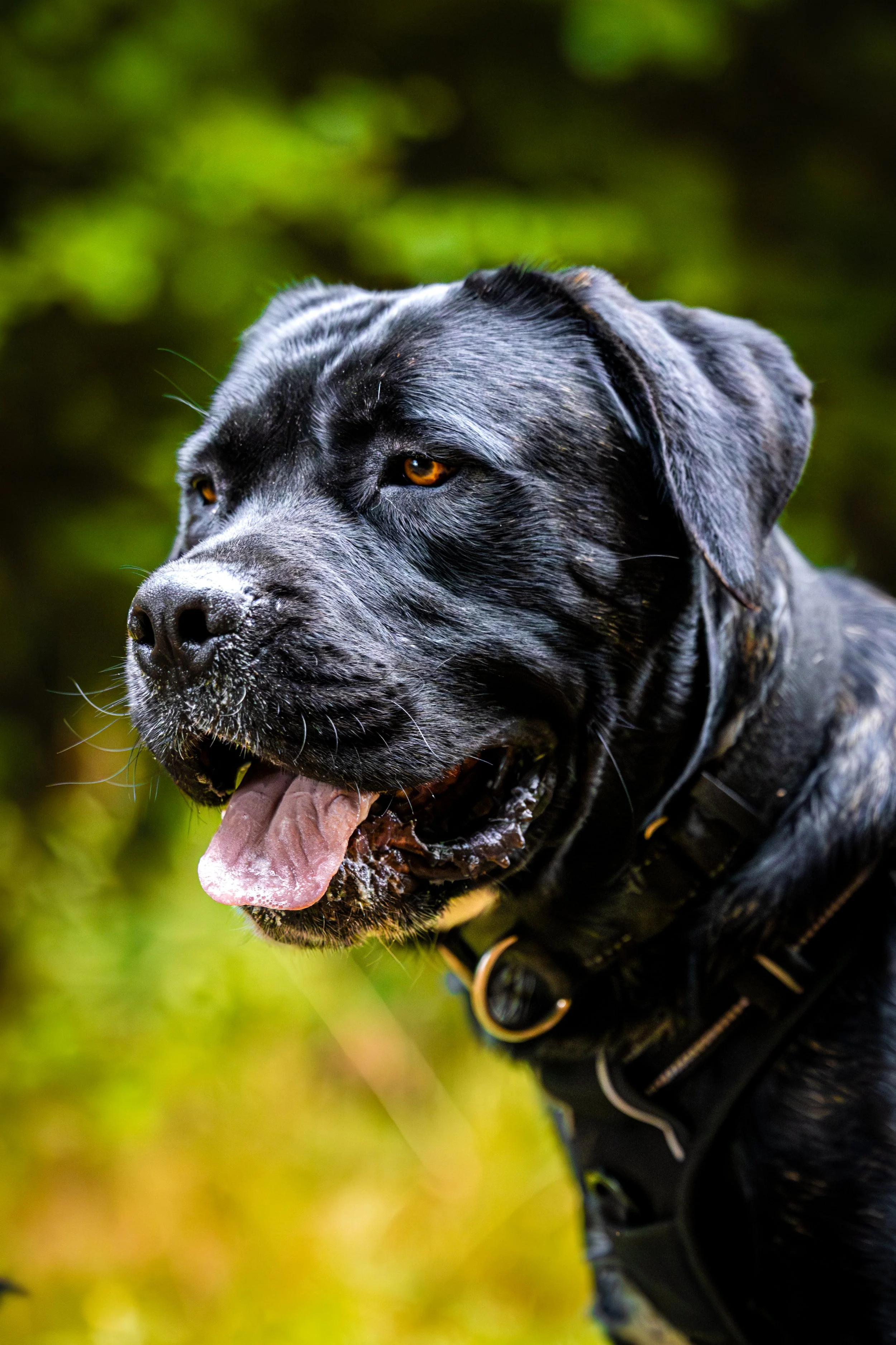 Big Dawg gift voucher