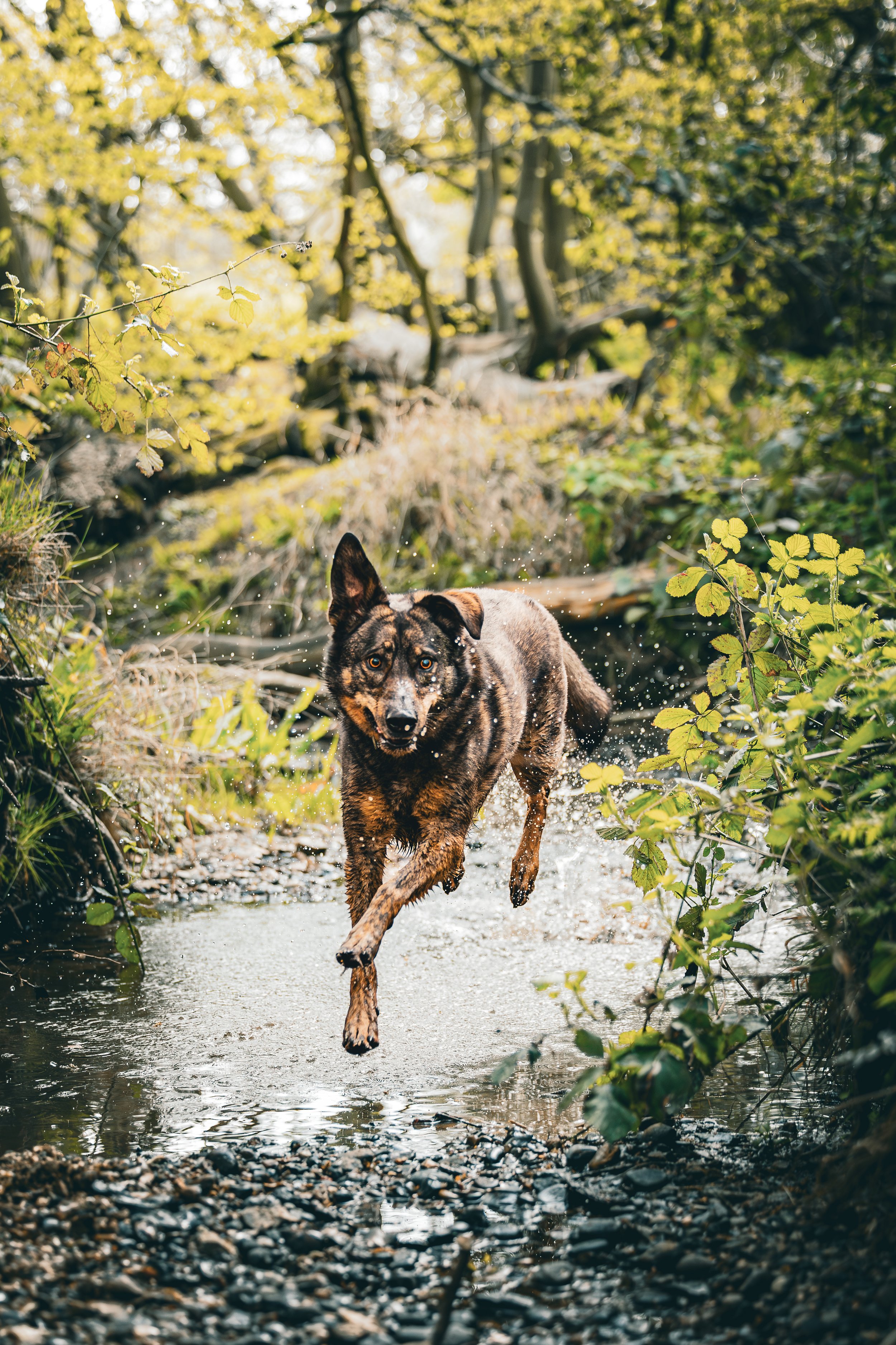 Black German Shepherd standing on a fallen tree in a forest with autumn leaves.