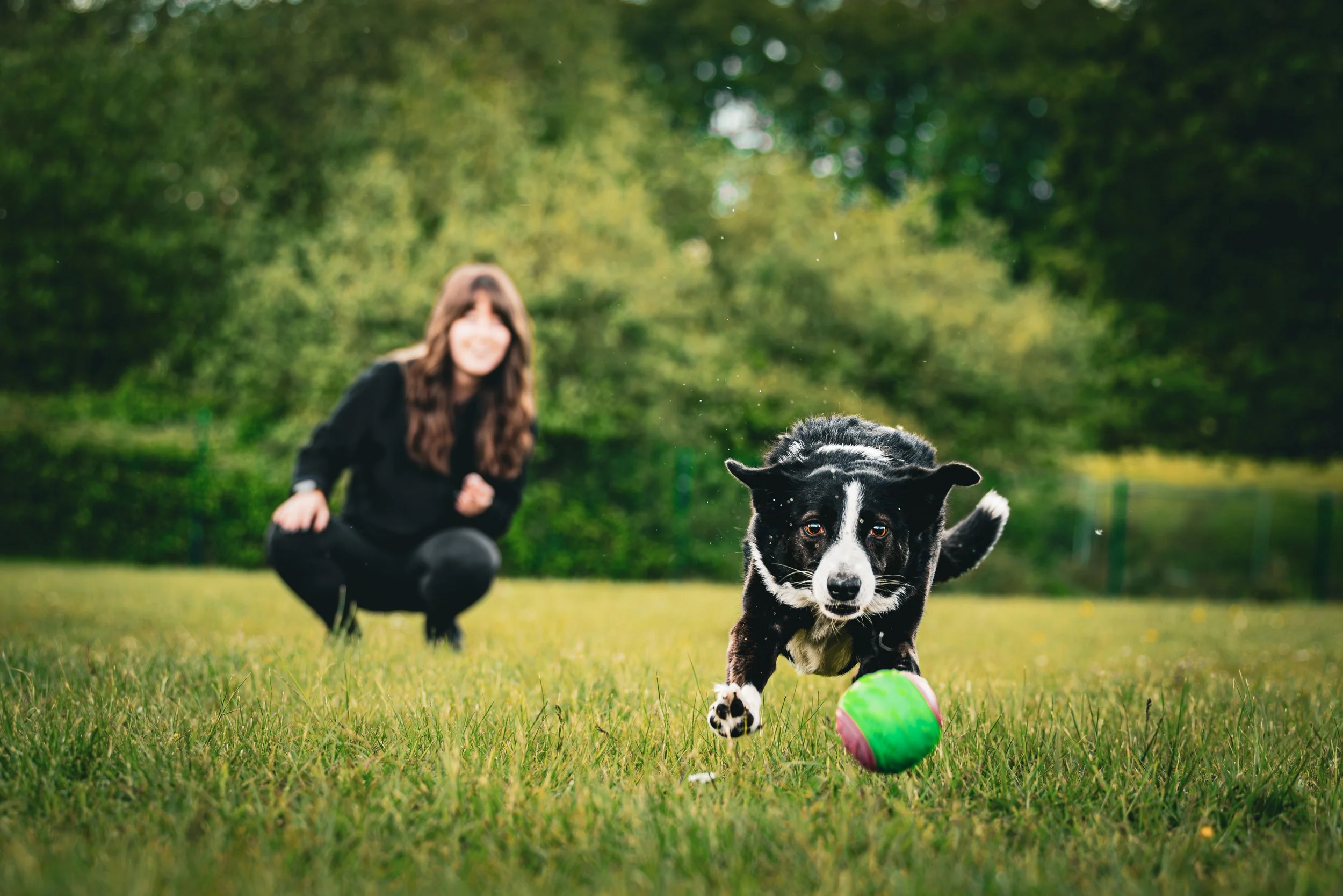 A young woman in black clothing is playing fetch with a black and white dog on a grassy field with trees in the background. The dog is chasing a green and pink ball. In Essex and Brentwood