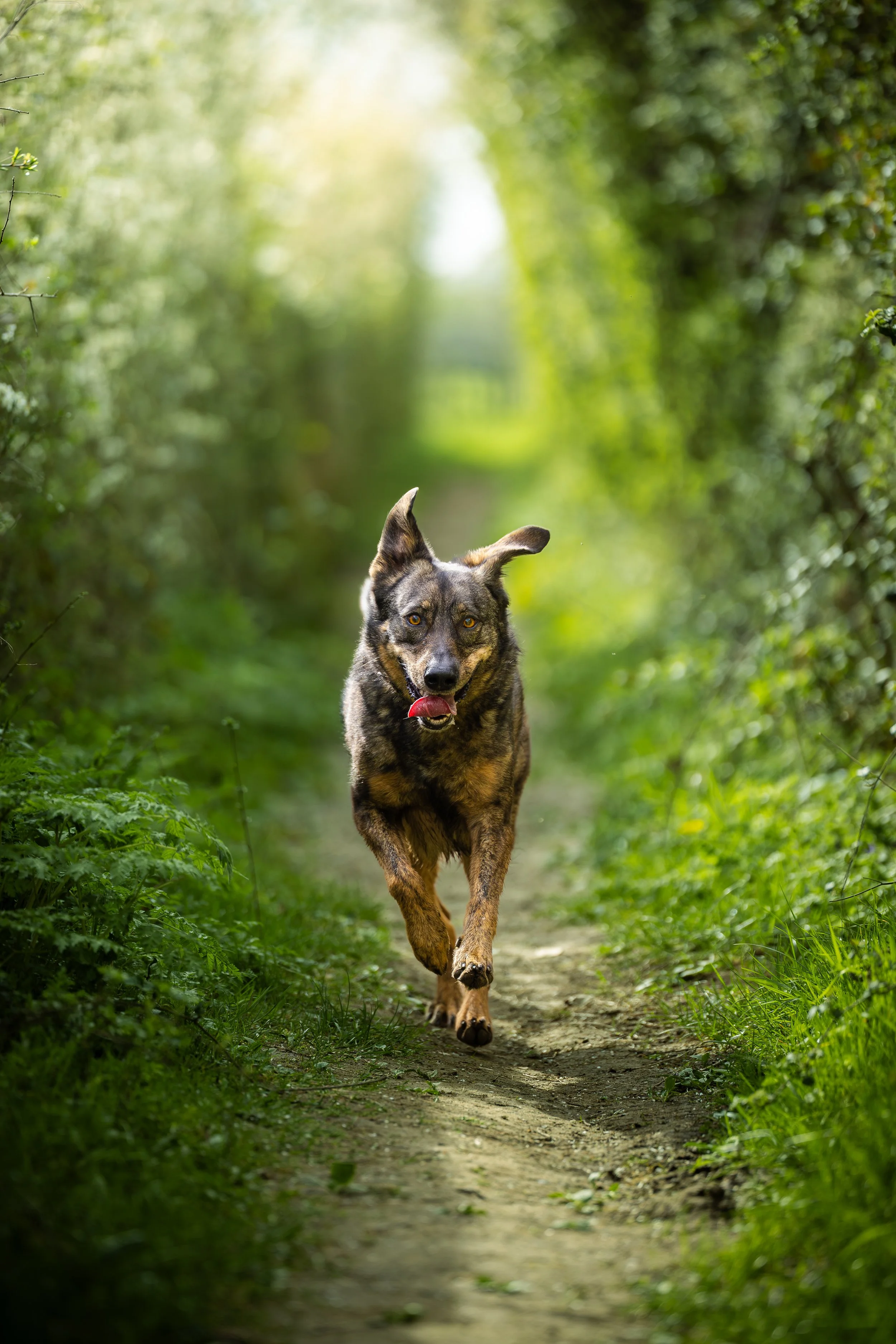 A dog running on a forest trail surrounded by green foliage, with sunlight filtering through trees in the background.