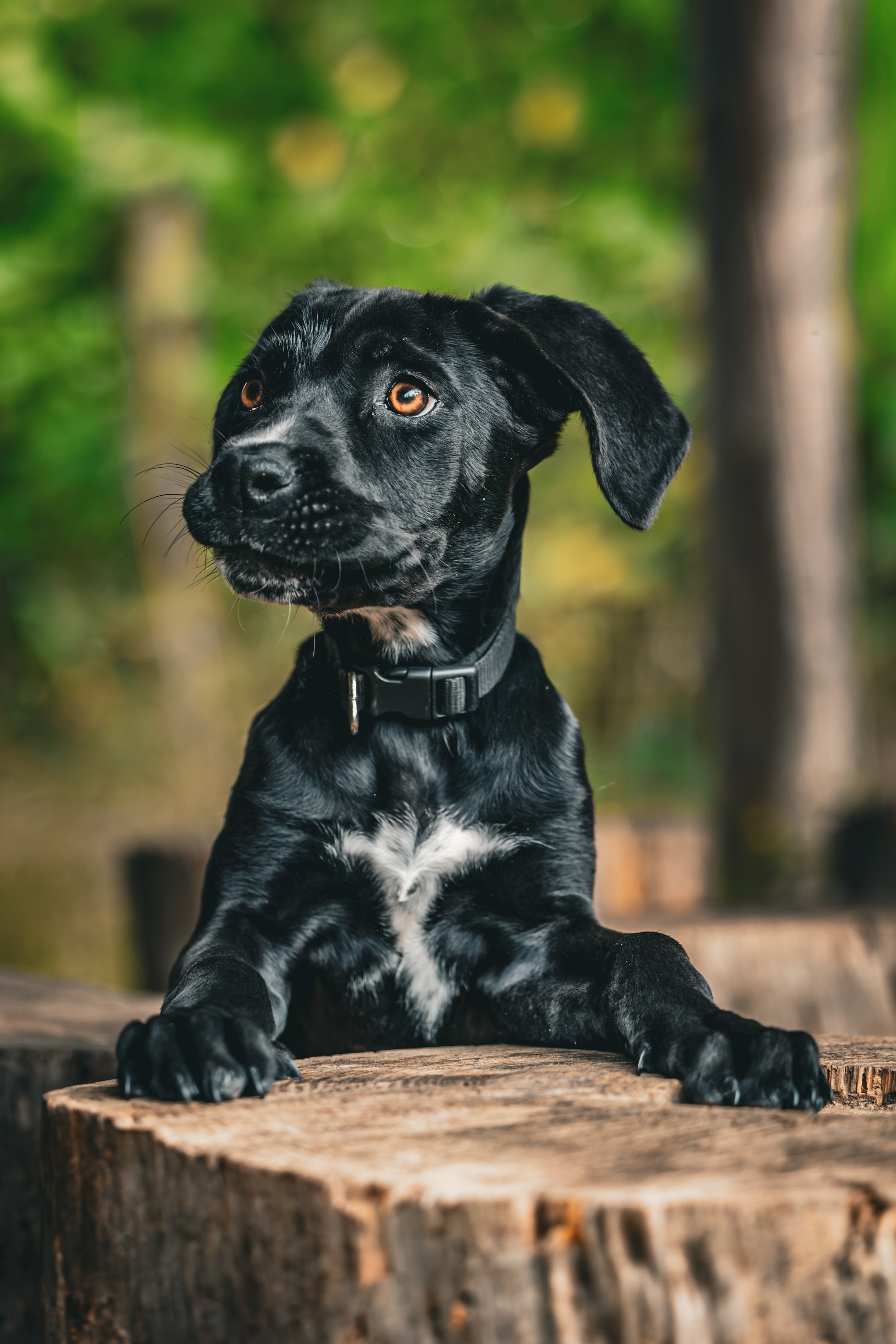 Close-up of a German Shepherd dog with upright ears, looking attentively against a blue sky background.