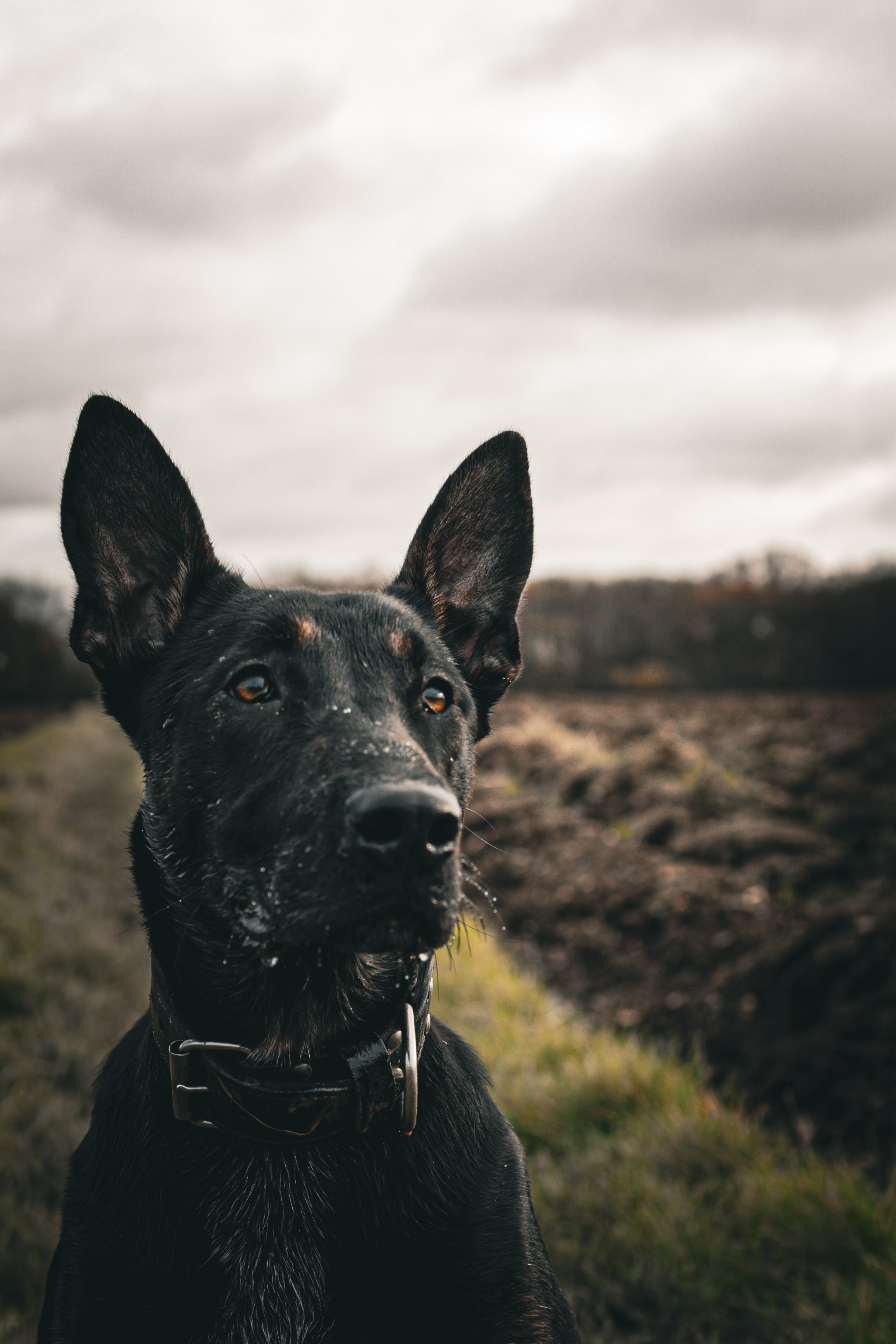 A black dog with large ears standing in an outdoor rural landscape with cloudy sky.