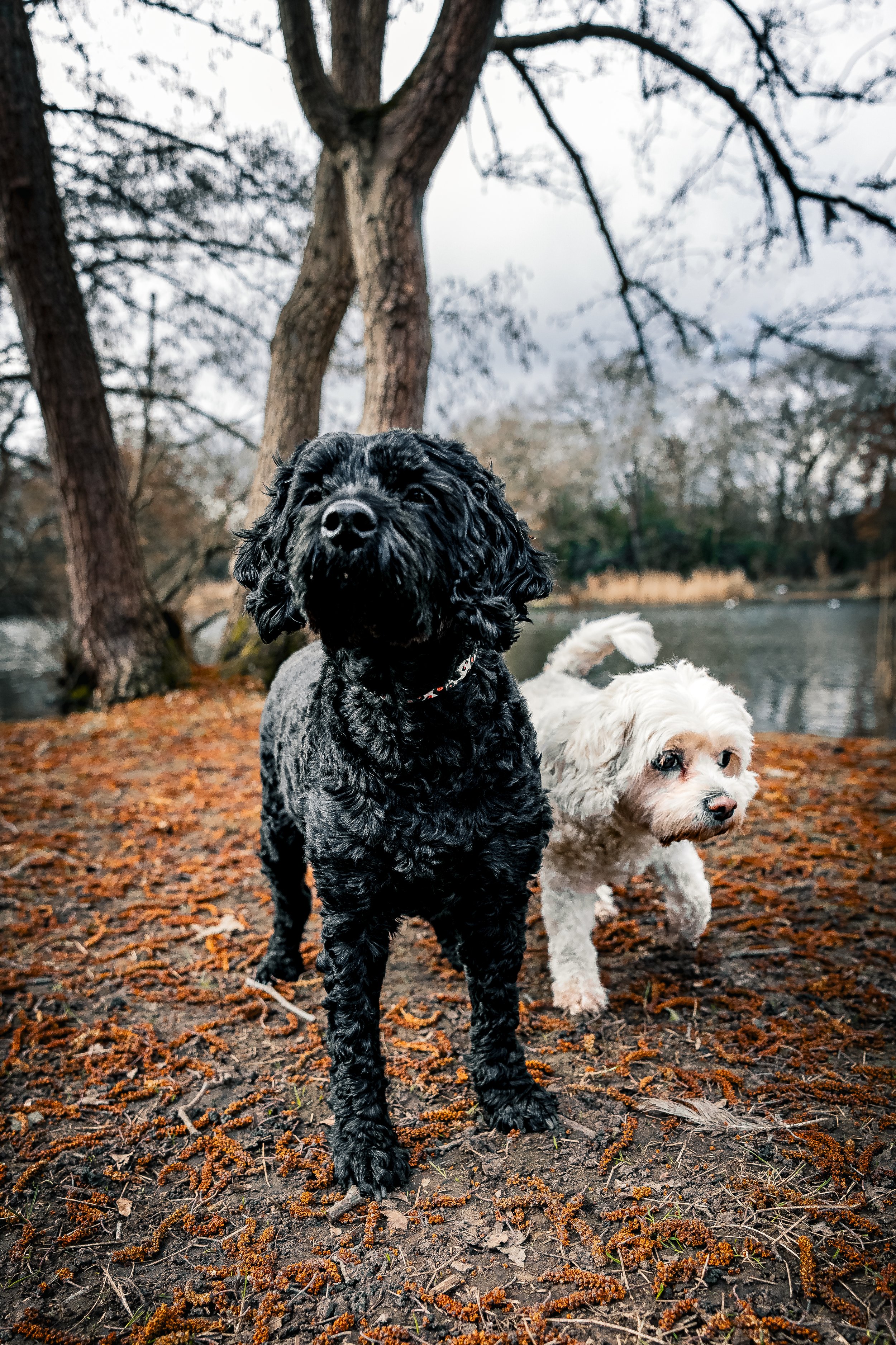 Two dogs, one black with curly fur and one white with wavy fur, standing outdoors on a leaf-covered ground in a wooded area near a body of water, with trees in the background.