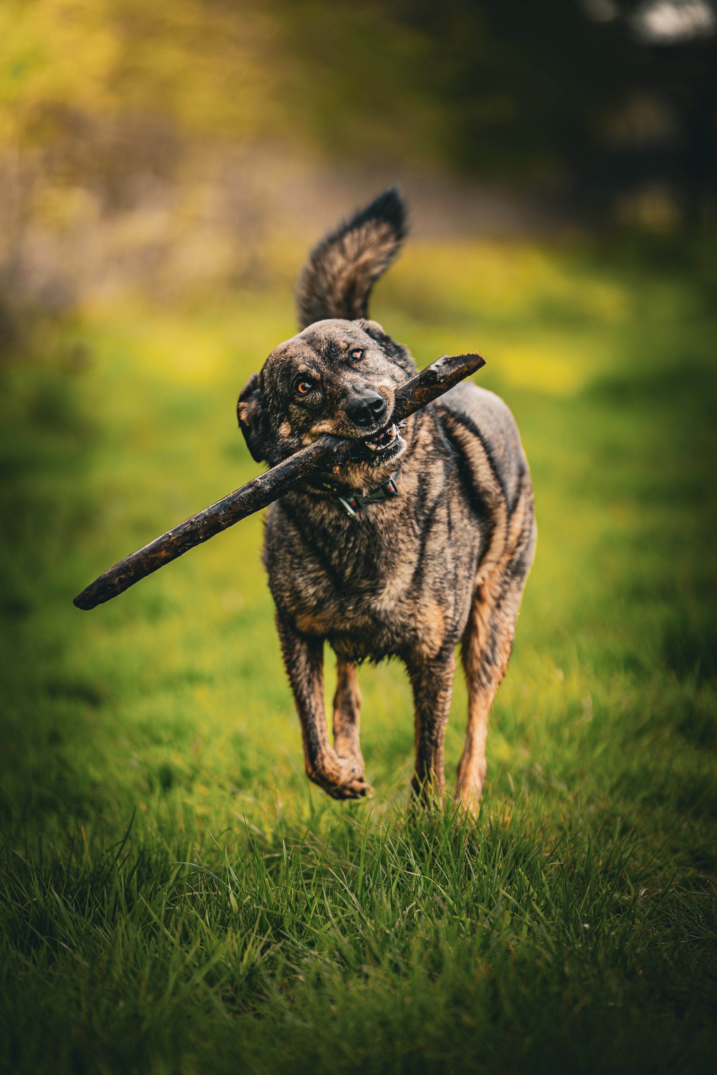 A dog running through green grass with a stick in its mouth.