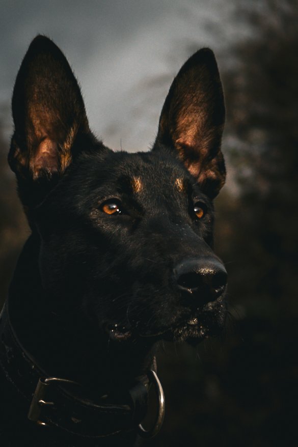 Close-up of a black dog with pointed ears and amber eyes, wearing a black collar, outdoors during dusk or night.