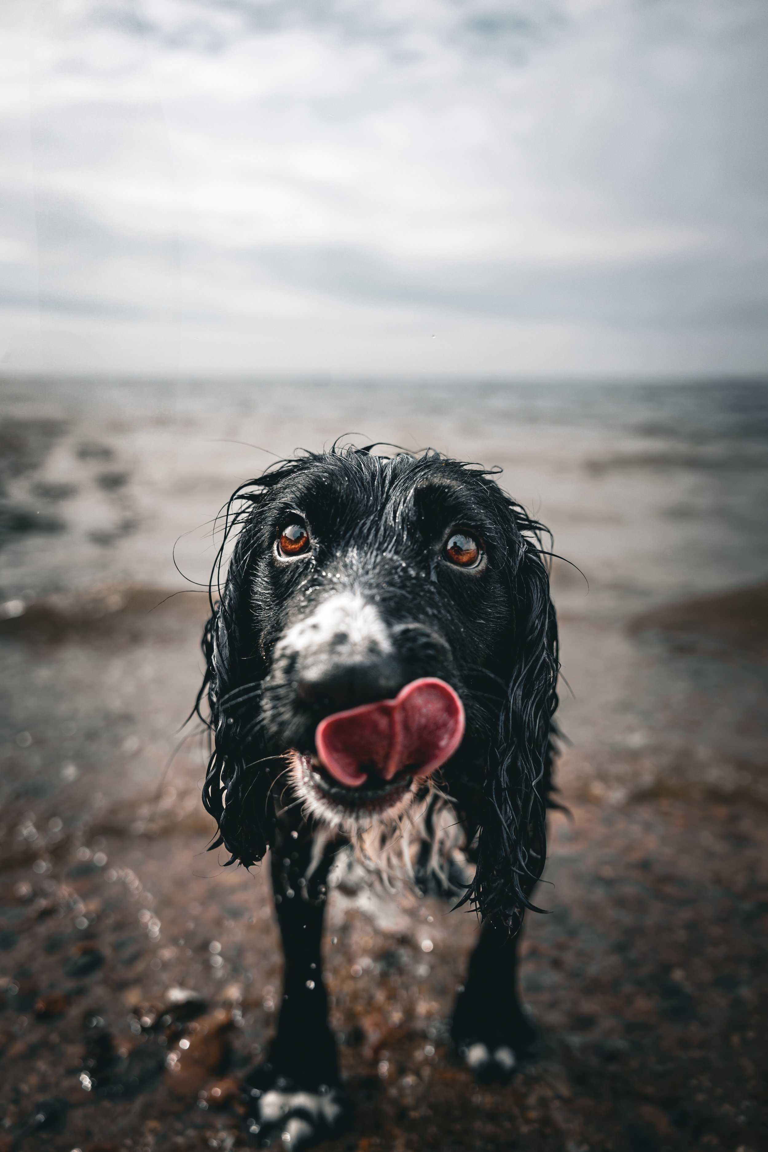 A wet black and white spaniel dog with brown eyes standing on a sandy beach, licking its nose with its tongue out, with the ocean and cloudy sky in the background.