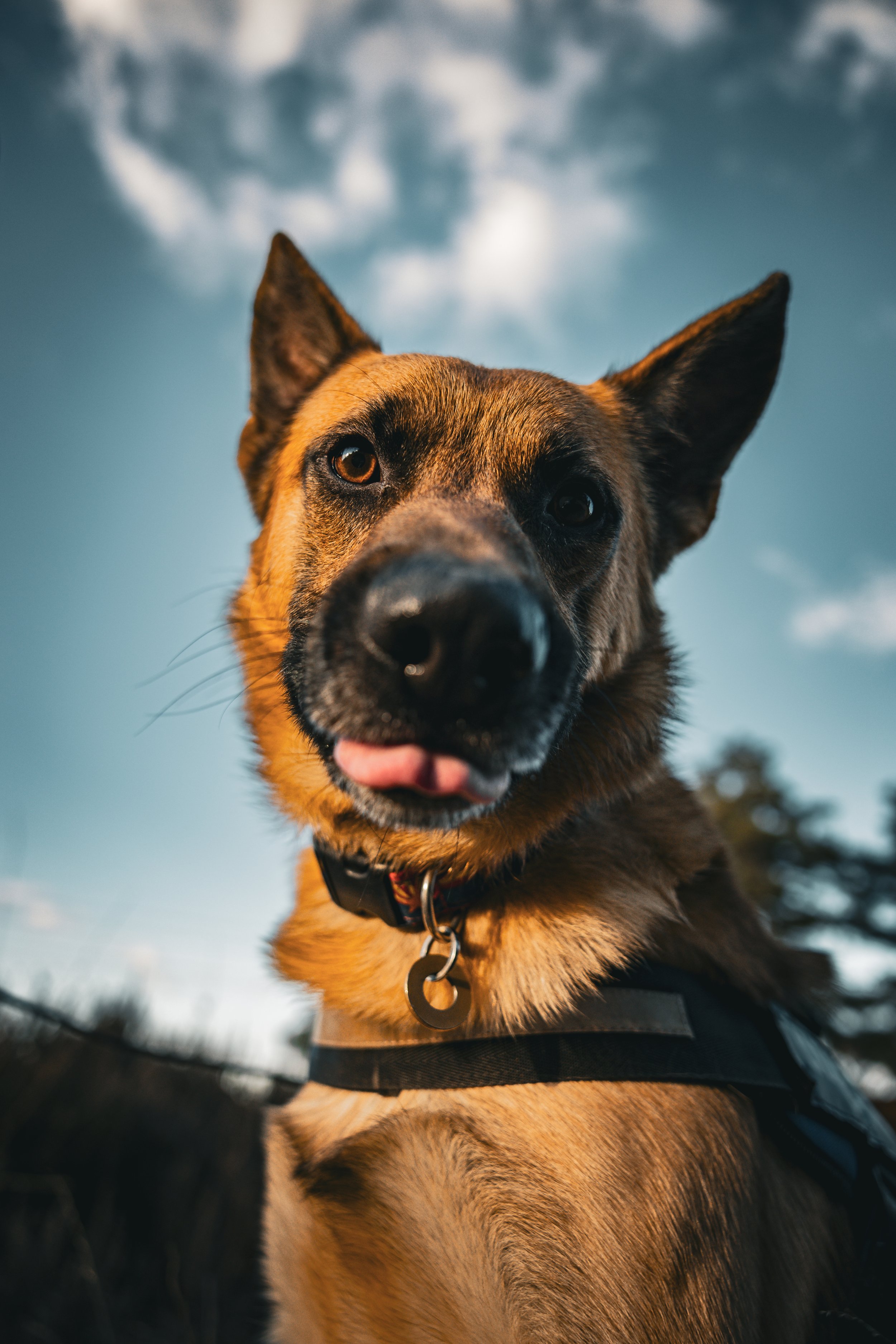 Close-up of a curious dog with a brown and black coat, sticking its tongue out slightly, outdoors during late afternoon or early evening with a cloudy sky in the background.