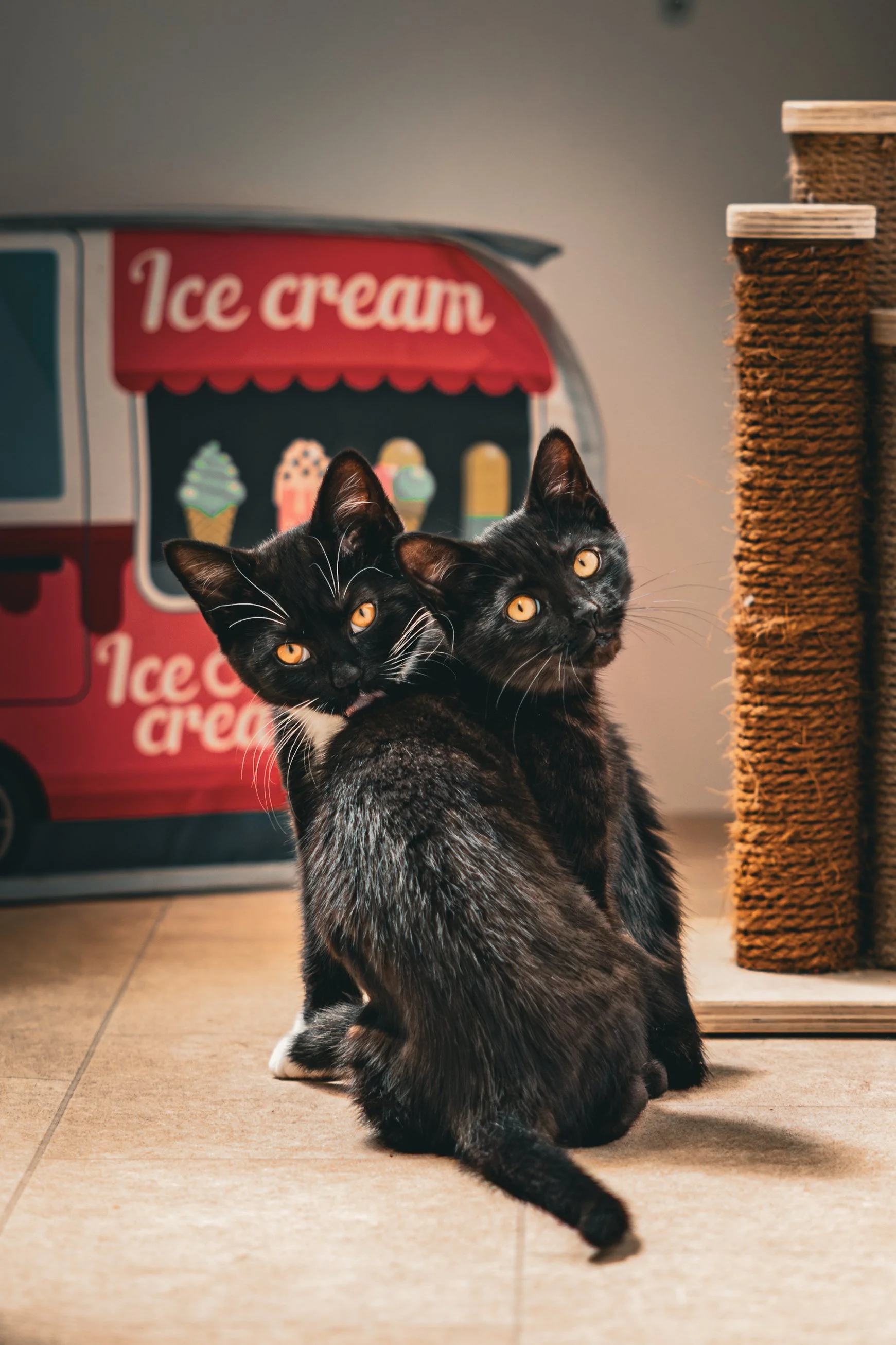 Two black and gray cats with yellow eyes sitting on a tiled floor indoors, with a red ice cream stand decoration and a scratching post in the background.