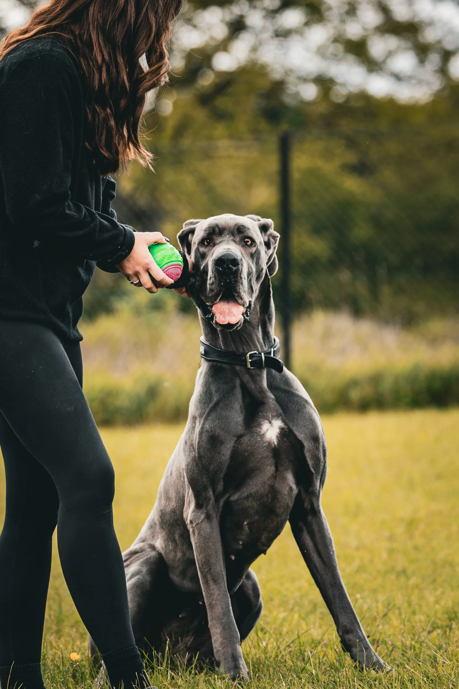 A woman with long wavy brown hair in black athletic wear playing fetch with a large gray Great Dane in an outdoor grassy area during daytime.