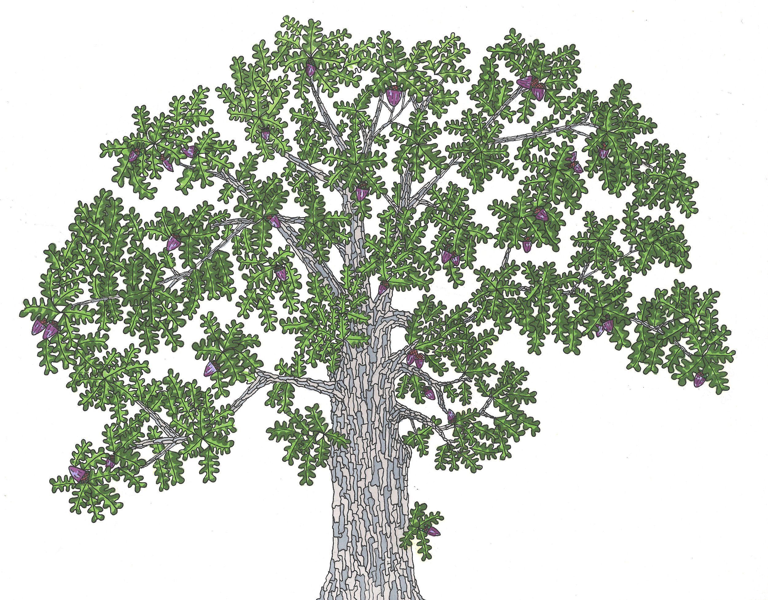 White Oak (Quercus alba)