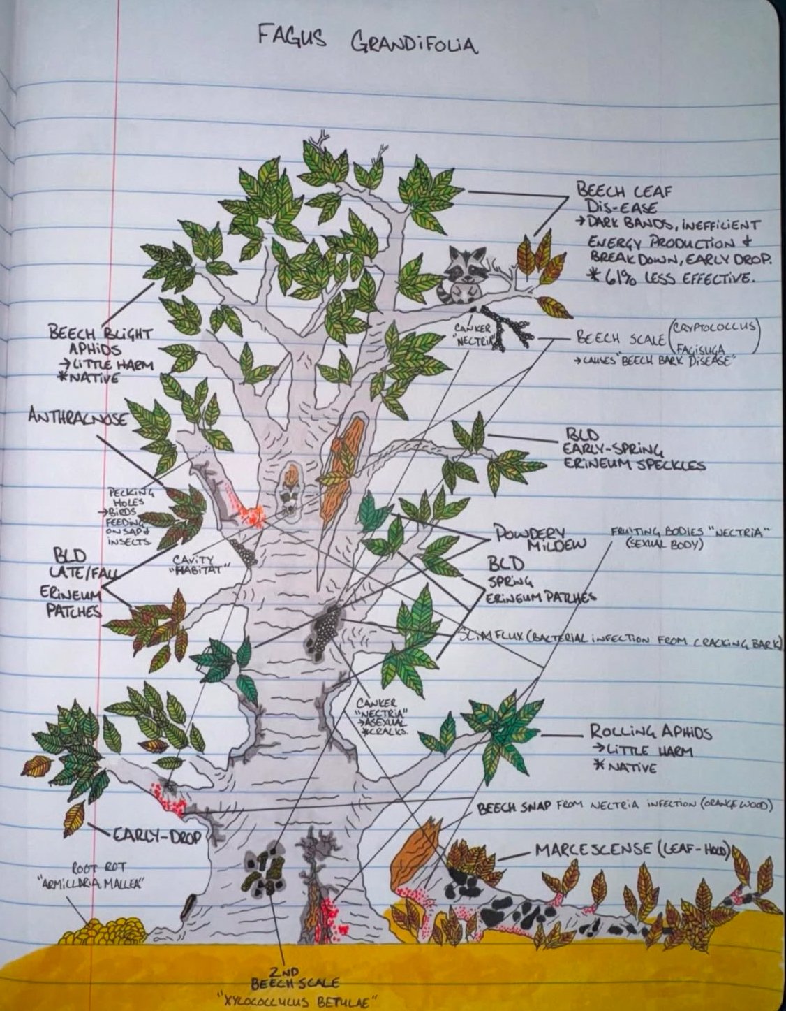 Fagus grandifolia