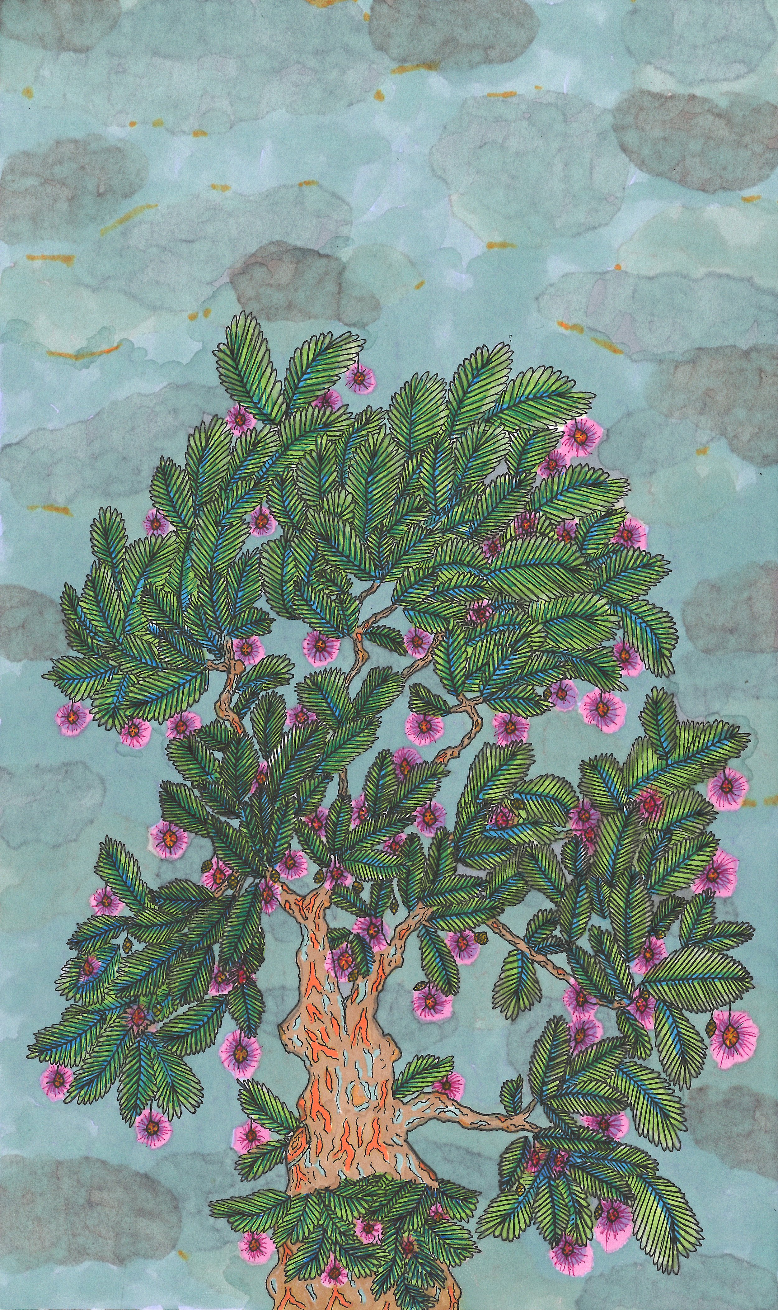 Mimosa pudica (sensitive plant)