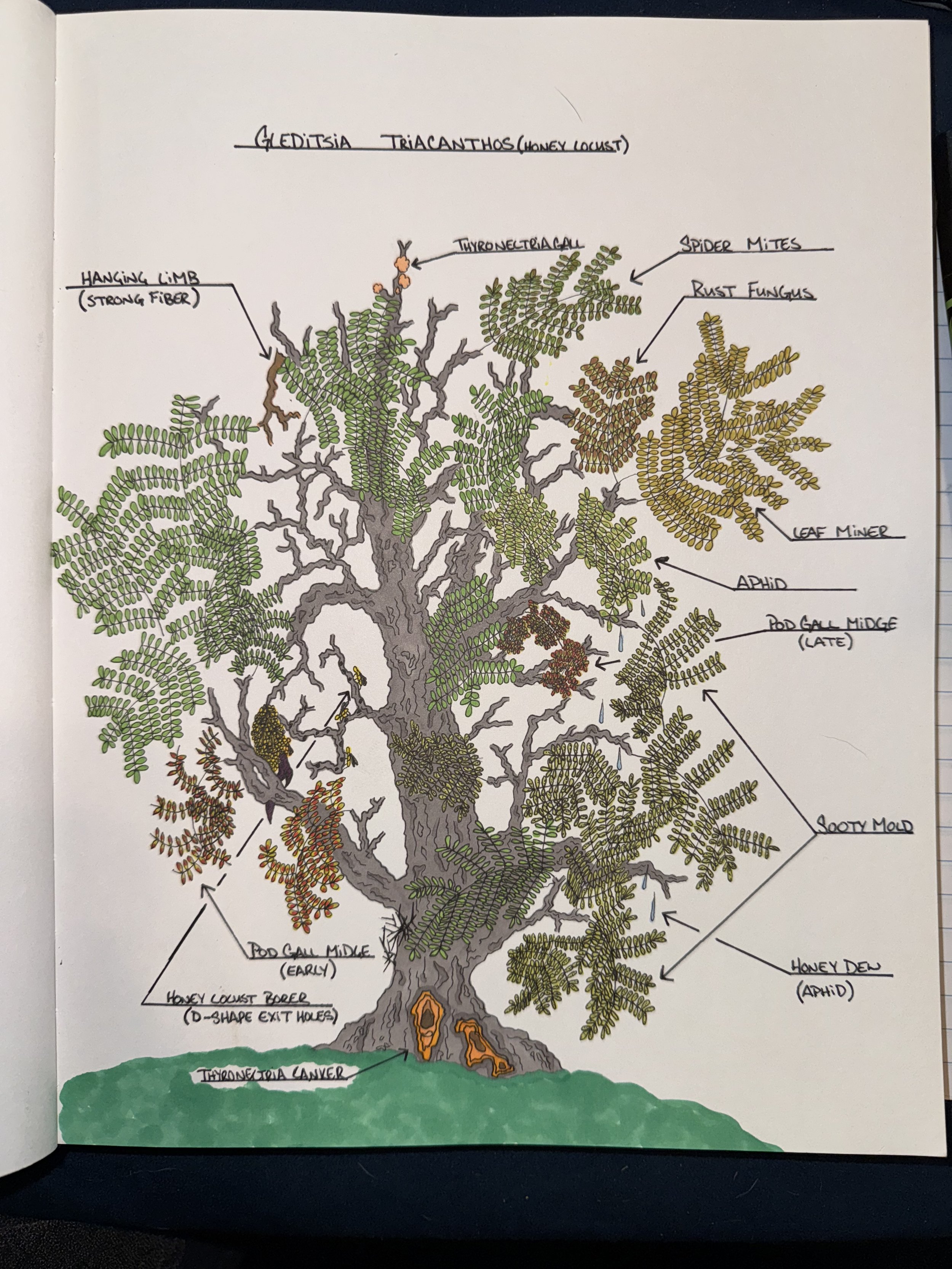 Gleditsia triacanthos