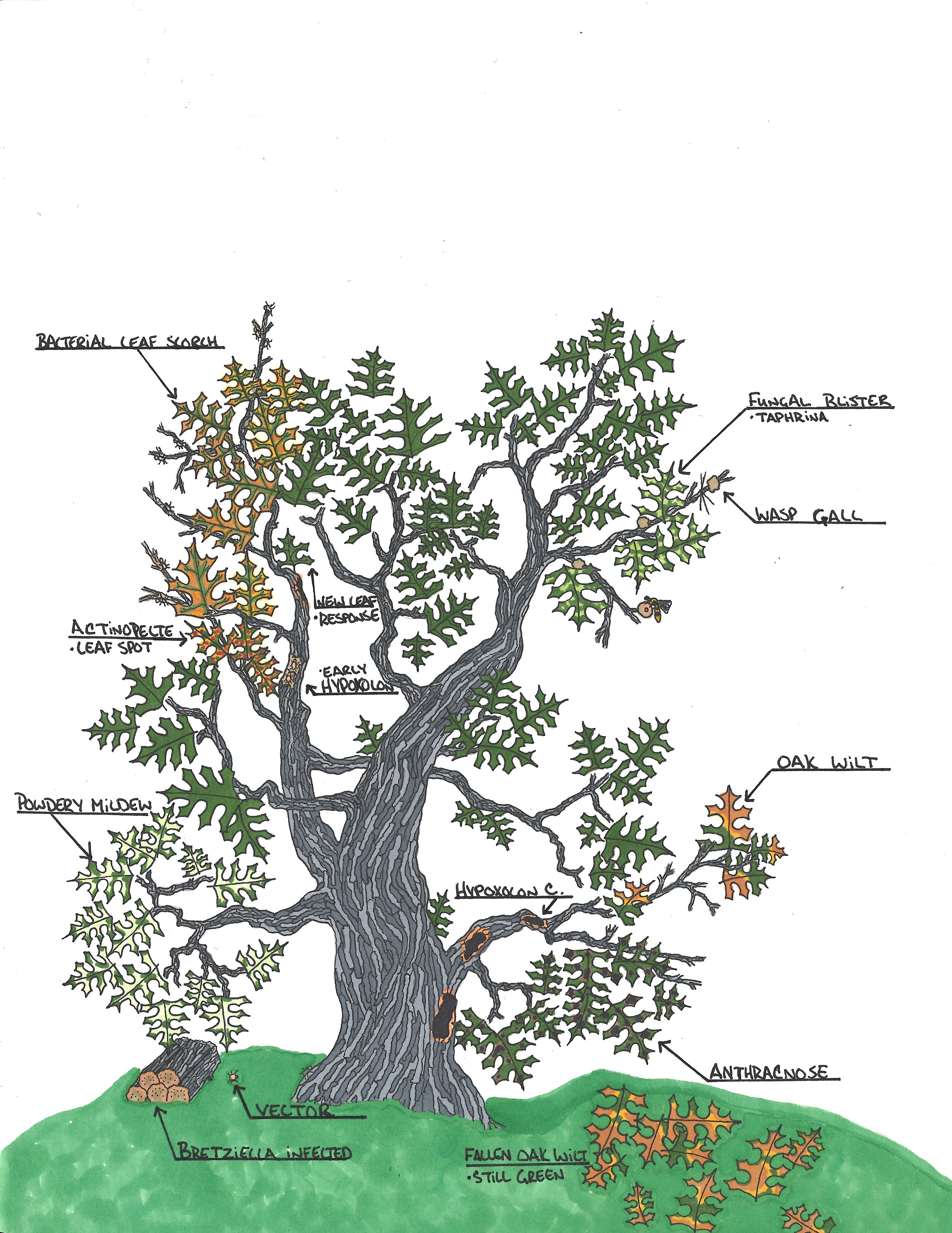 Quercus velutina