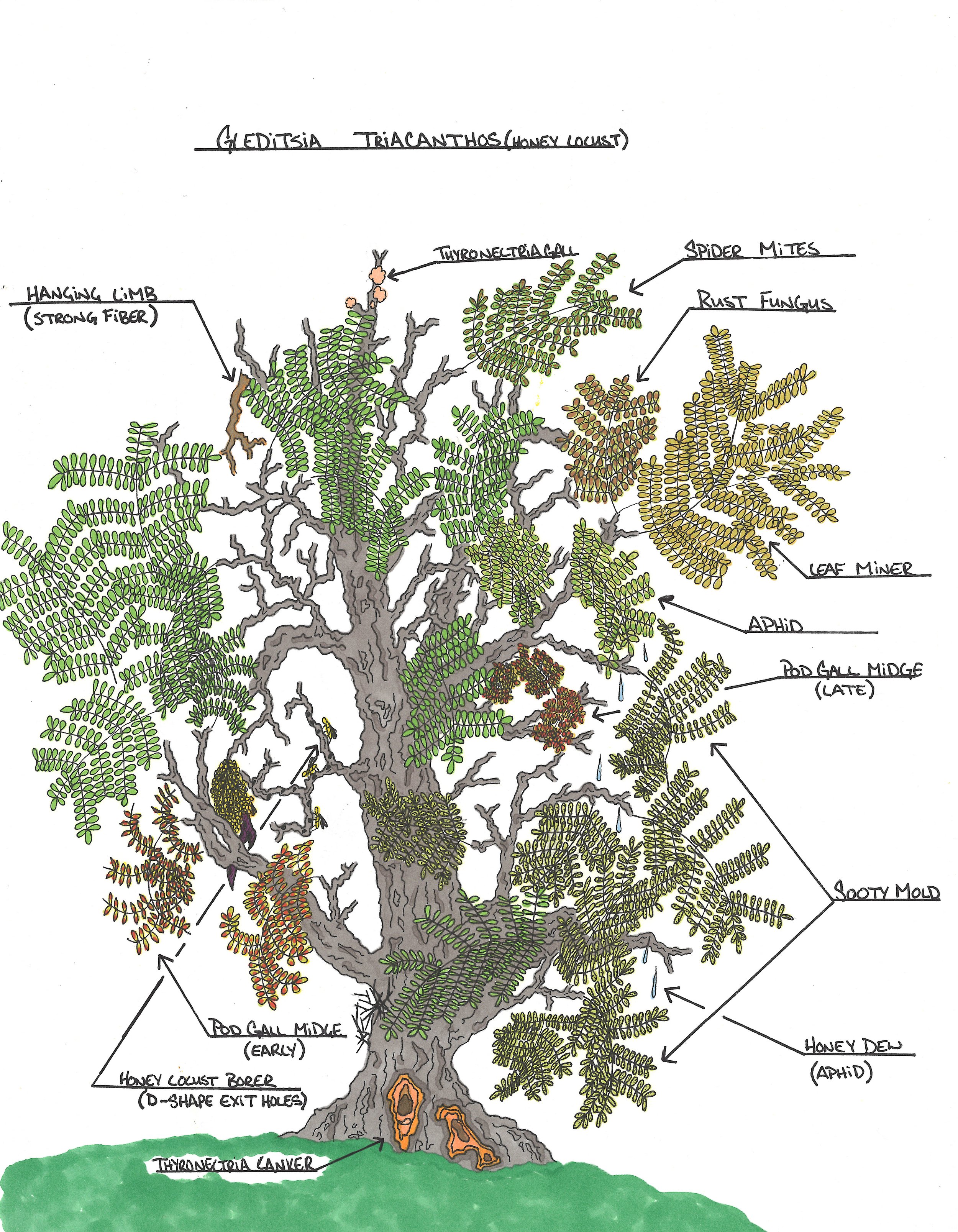 Gleditsia triacanthos
