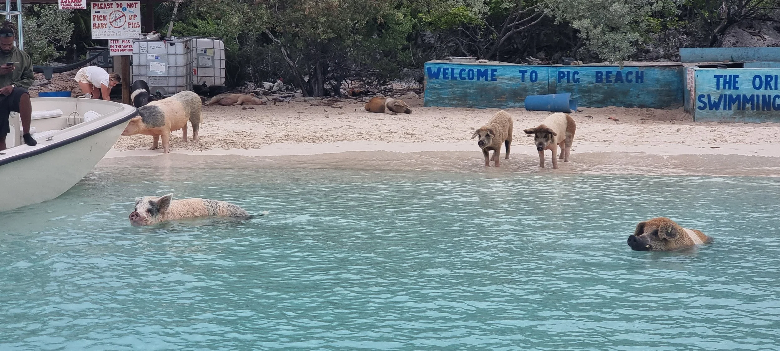Pig swimming in clear blue water at a beach with a sandy shore and a sign in the background that reads "Welcome to Pic Beach" and "The Original Swimming". There are several pigs either in the water or on the beach, and a couple of people near a boat.