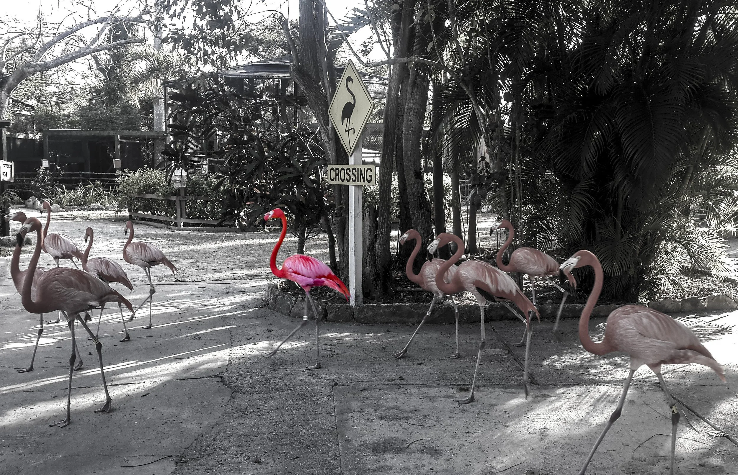 A group of flamingos, with one pink flamingo in color and the rest in black and white, walking on a pathway near trees and a crossing sign.